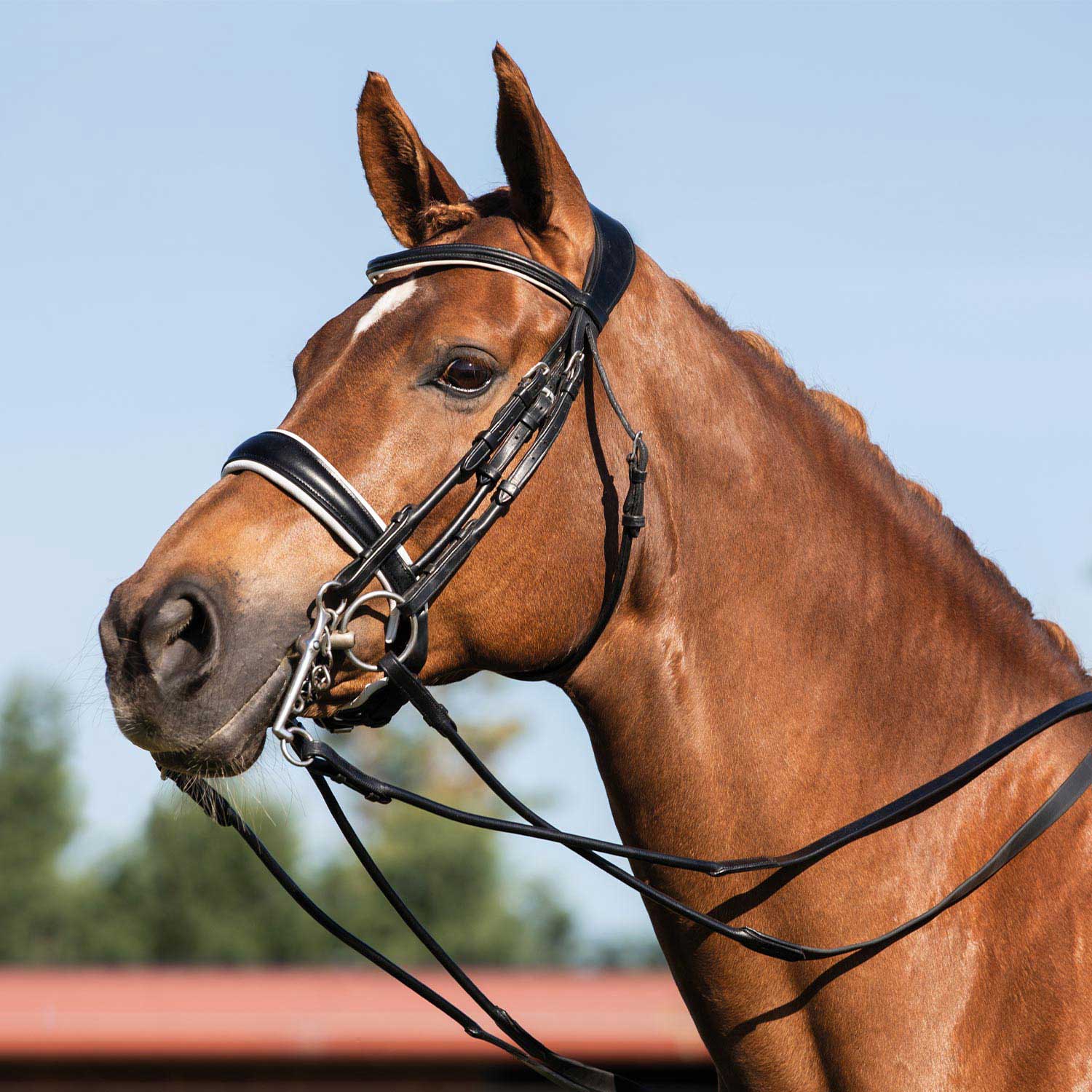 Acavallo Giocanda Bridle Calfskin & Double Reins - Image 9