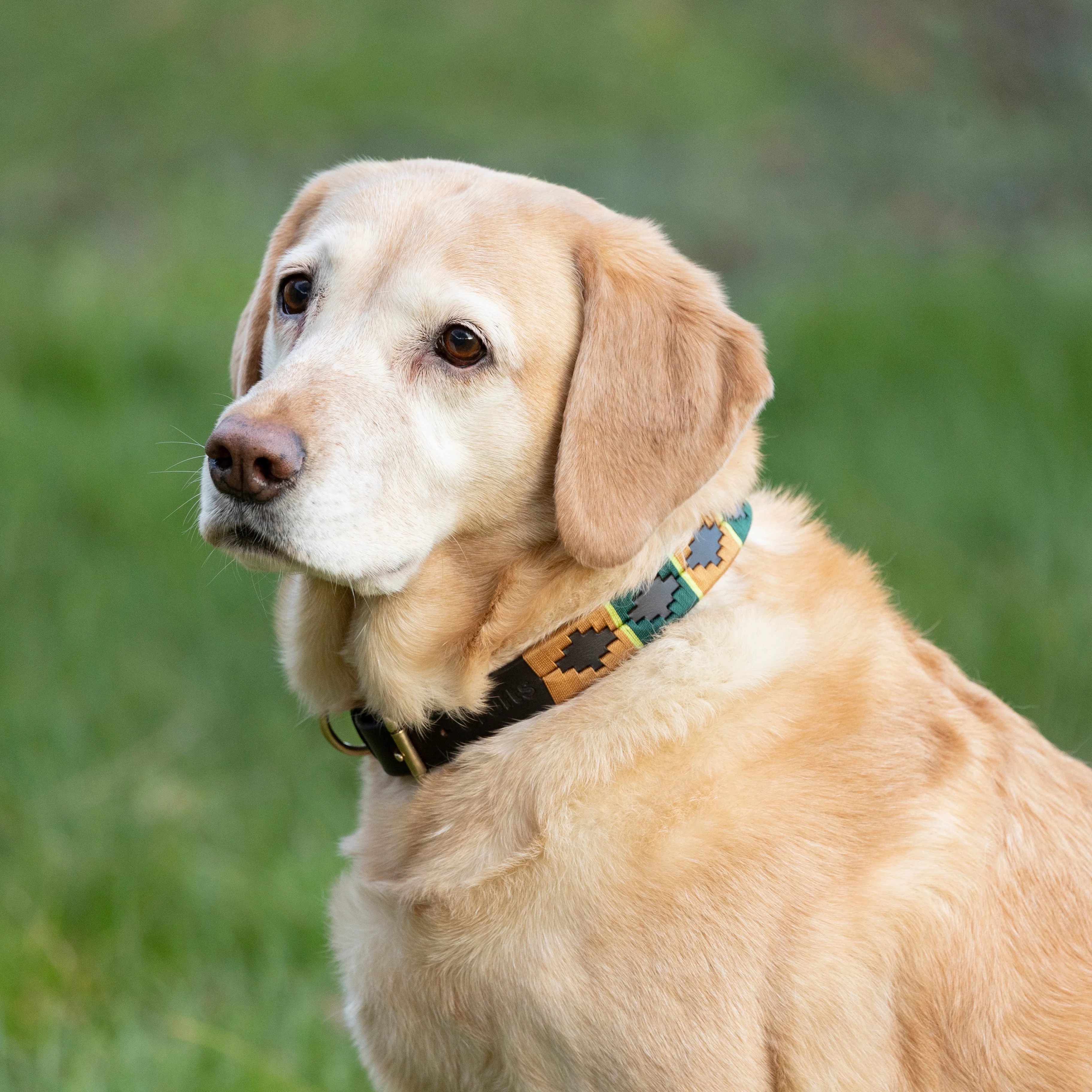 Benji & Flo Sublime Polo Leather Dog Collar - Image 10