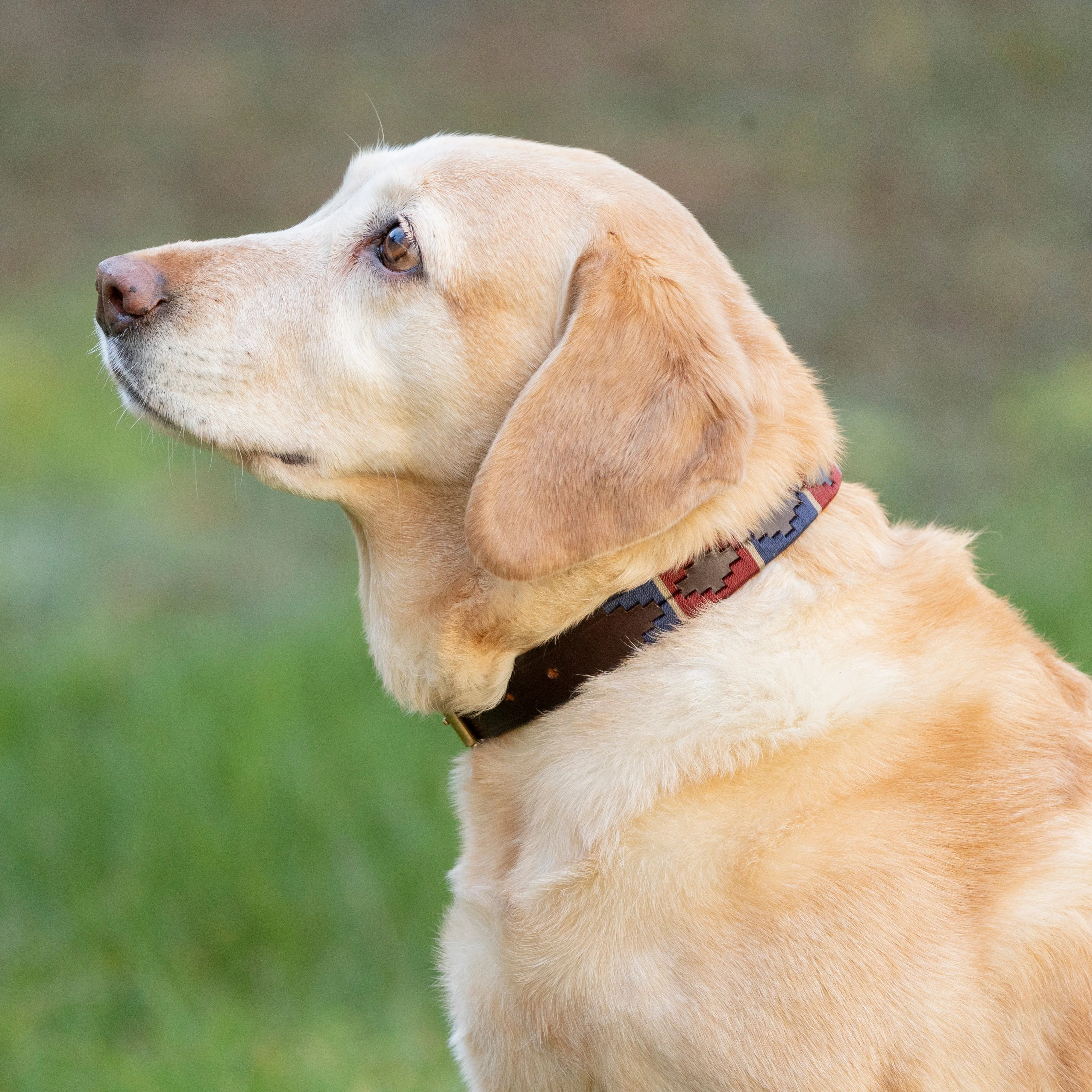 Benji & Flo Sublime Polo Leather Dog Collar - Image 11