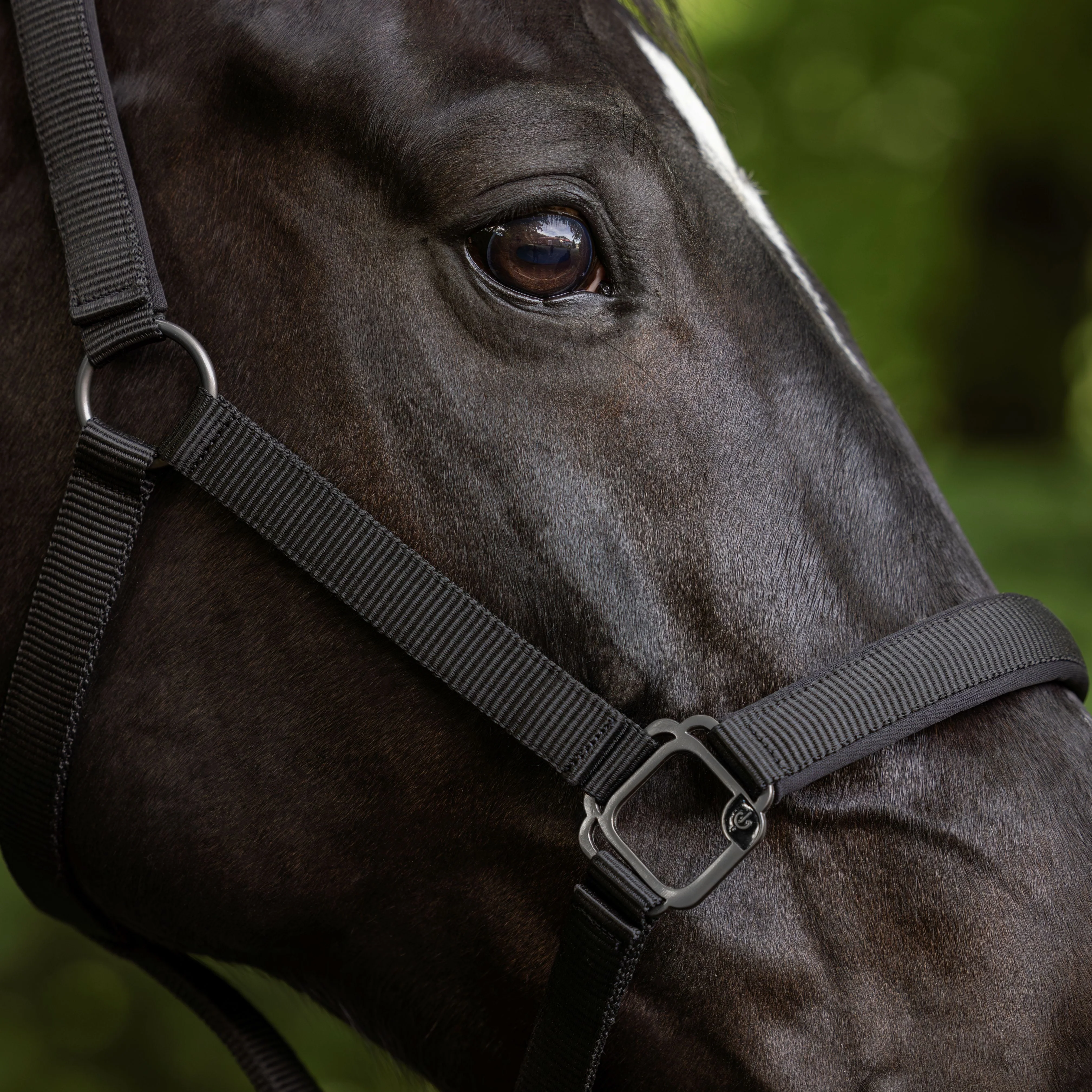 Covalliero Headcollar - Image 11