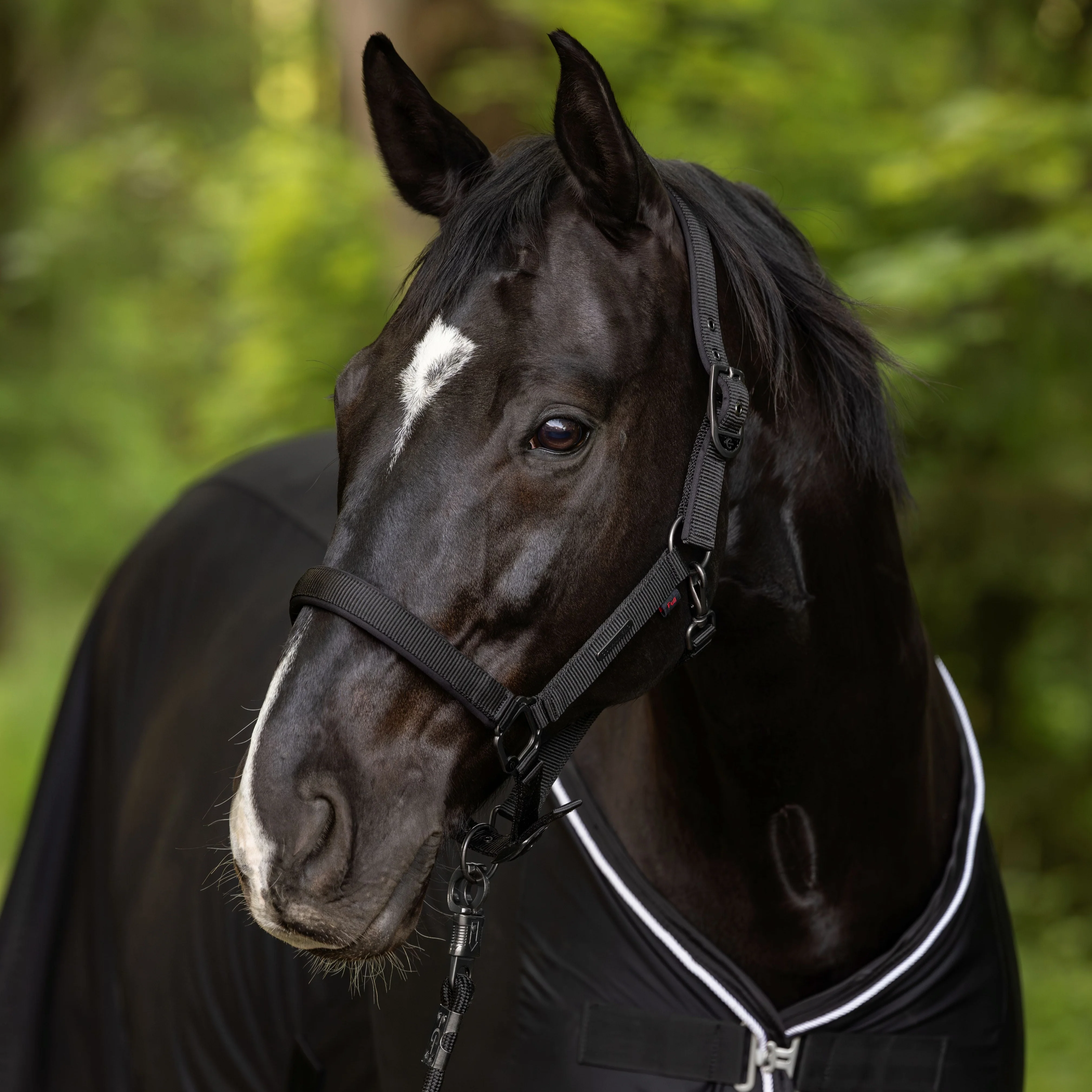 Covalliero Headcollar - Image 12