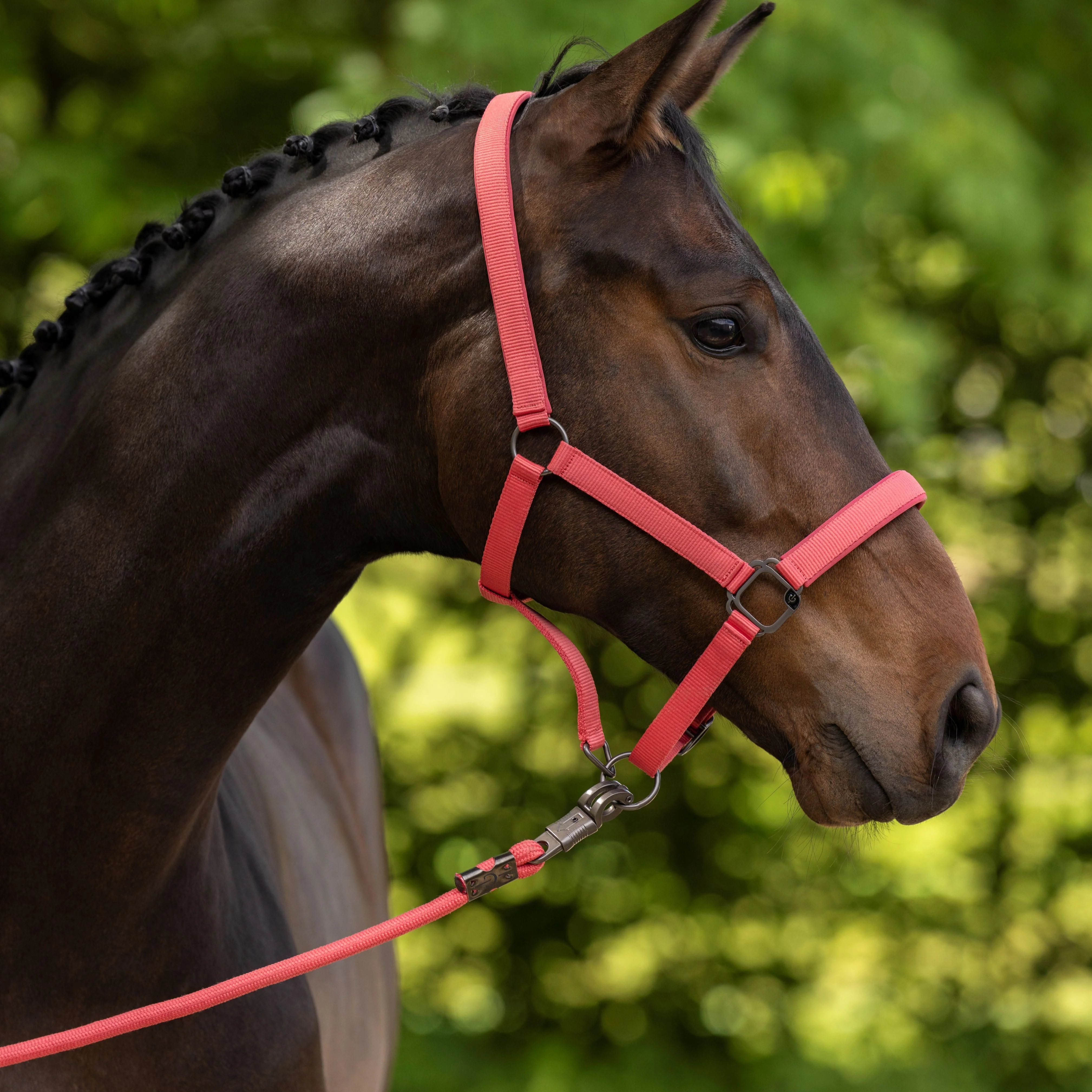 Covalliero Headcollar - Image 17