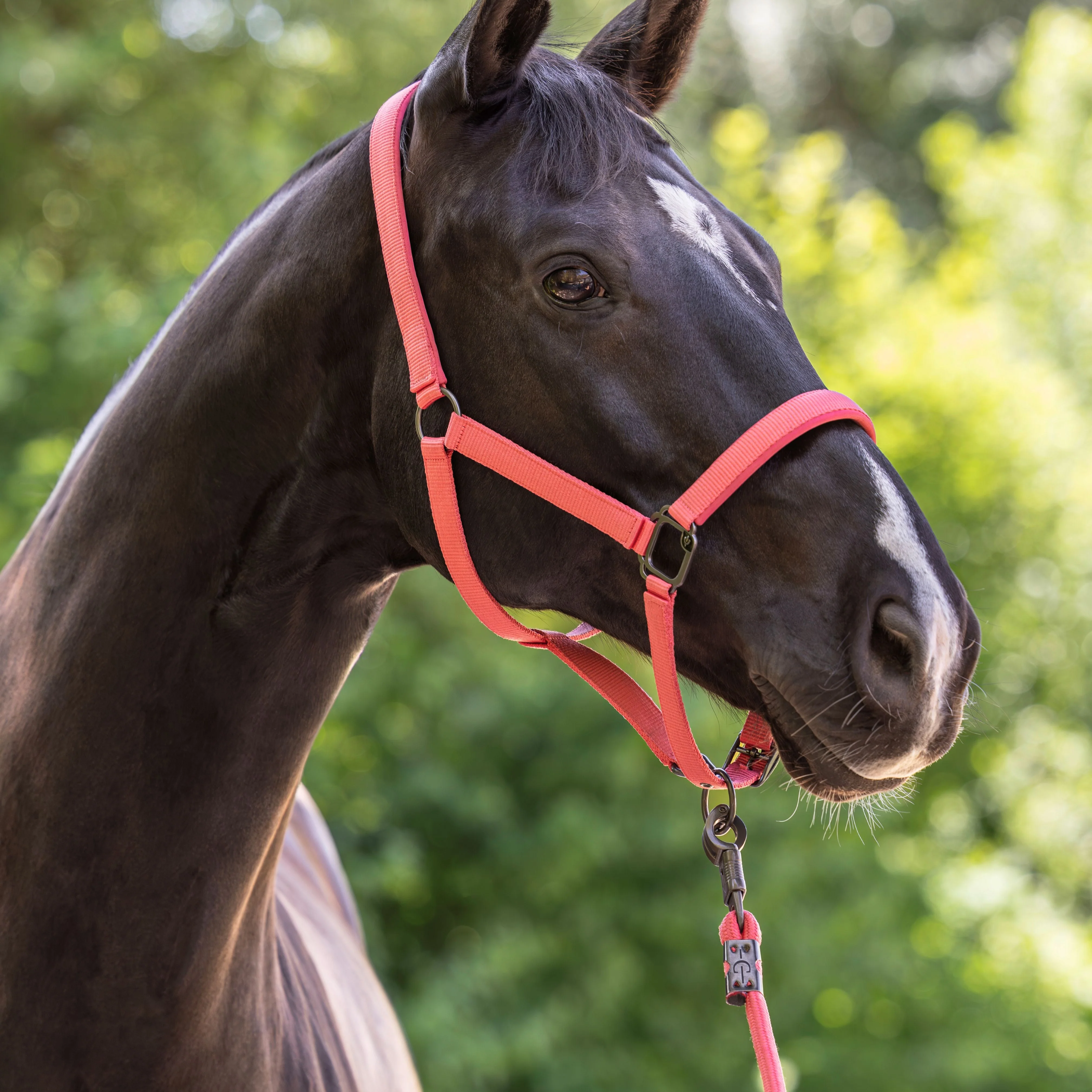 Covalliero Headcollar - Image 18