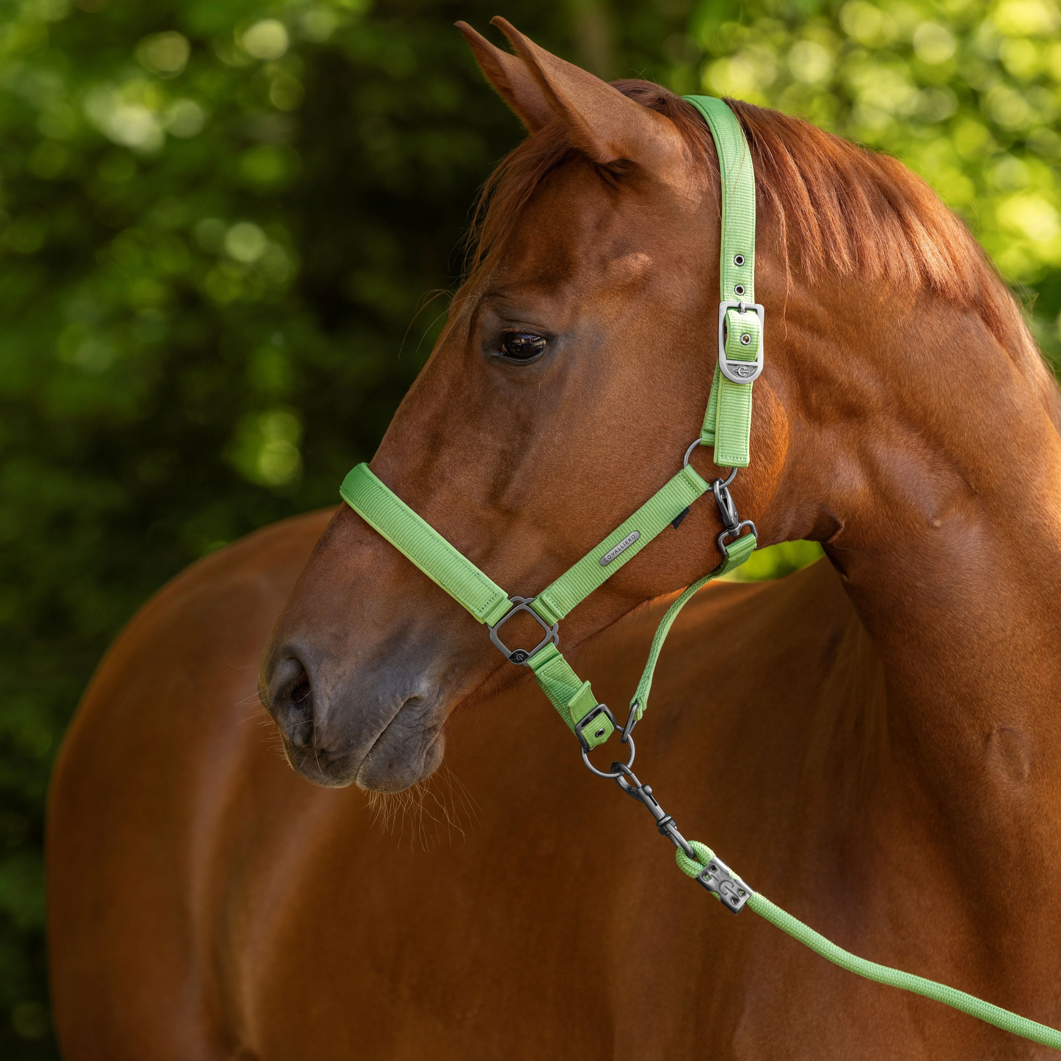 Covalliero Headcollar - Image 23