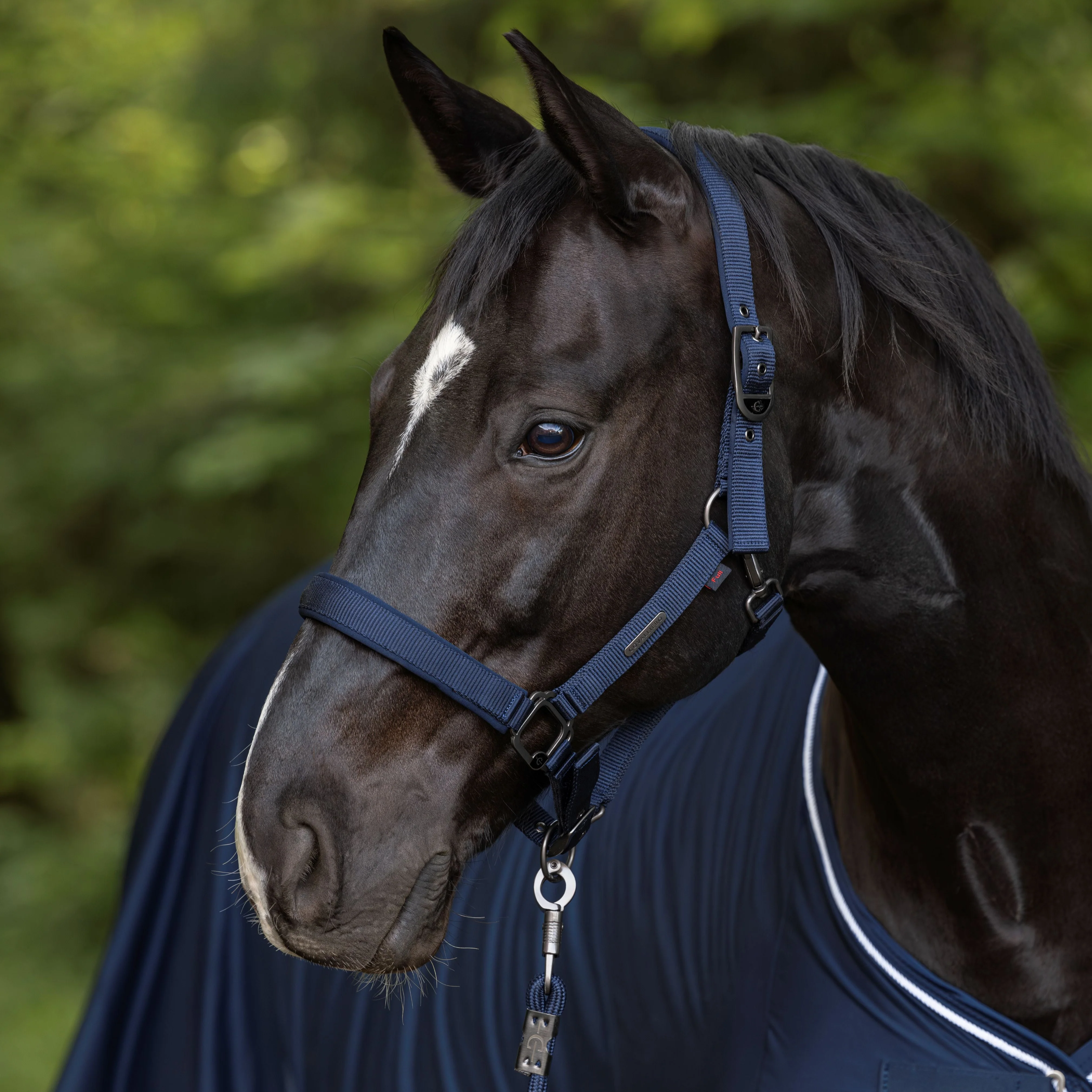 Covalliero Headcollar - Image 4