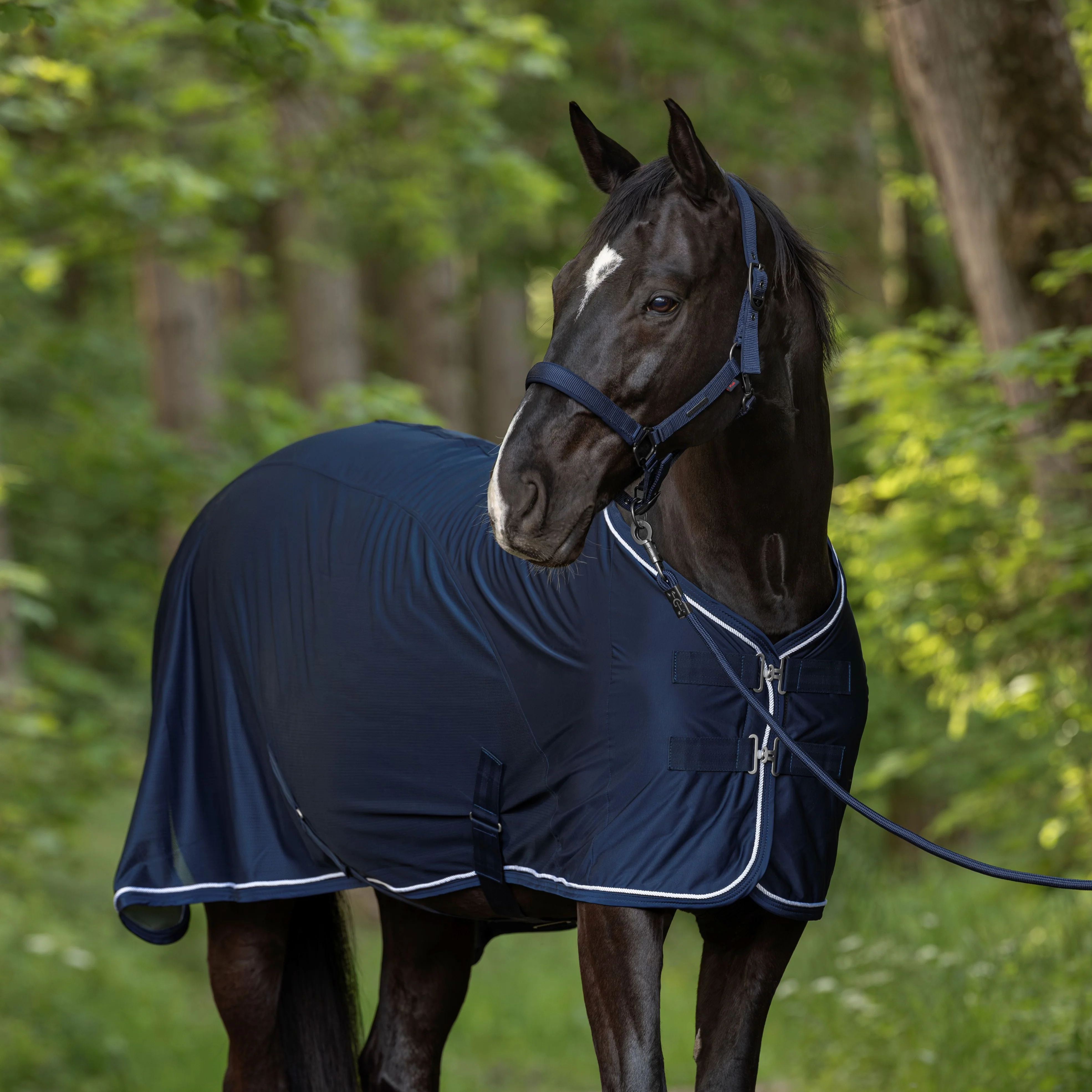 Covalliero Headcollar - Image 6