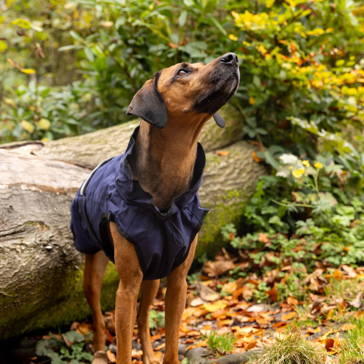 Danish Design 3-In-1 Dog Coat - Image 35