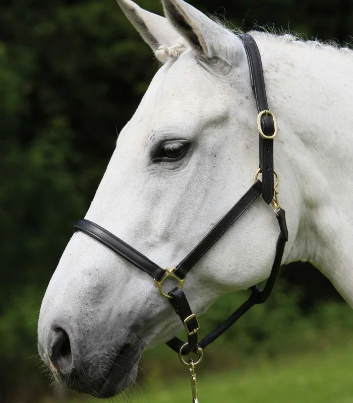 STAR Leather Halter - Image 2