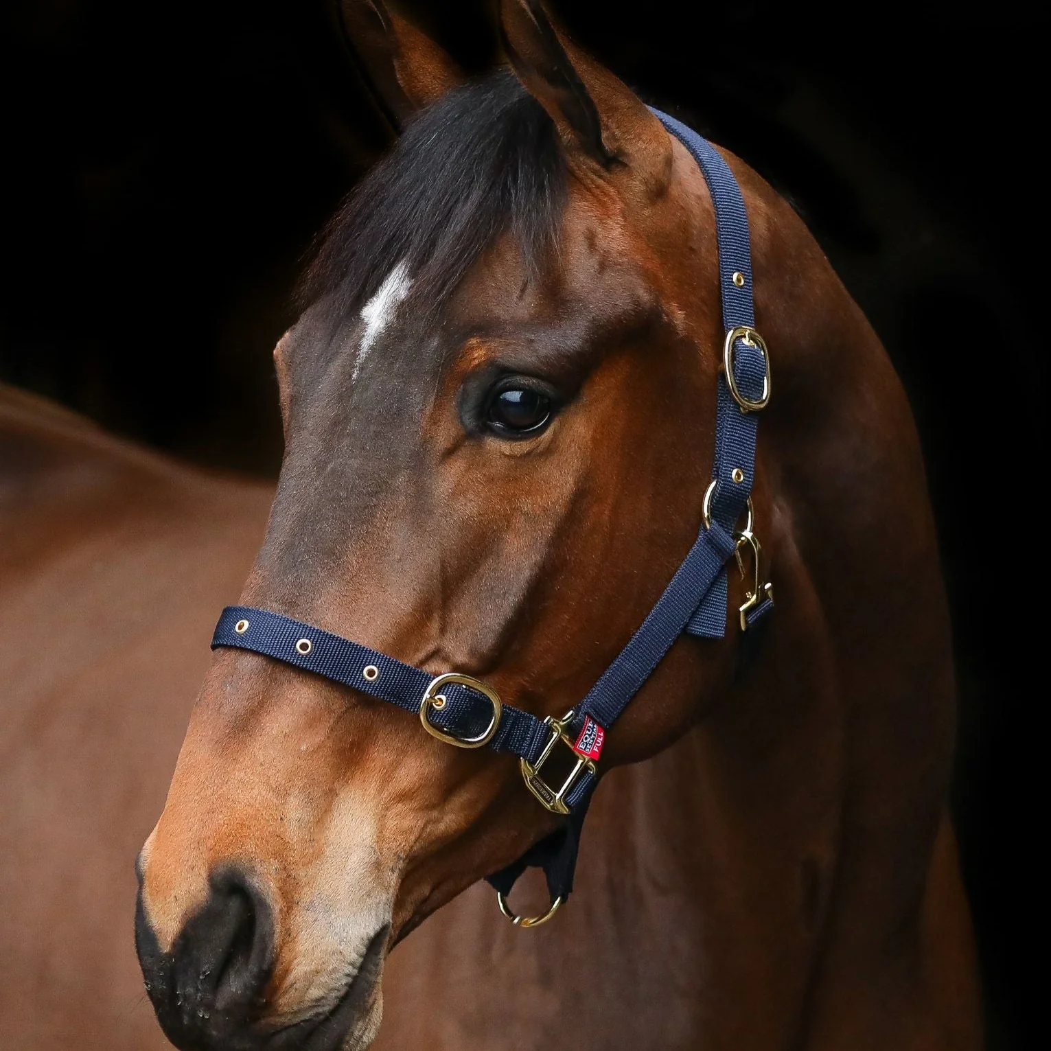 Equi-Sential Nylon Clip Headcollar - Image 2