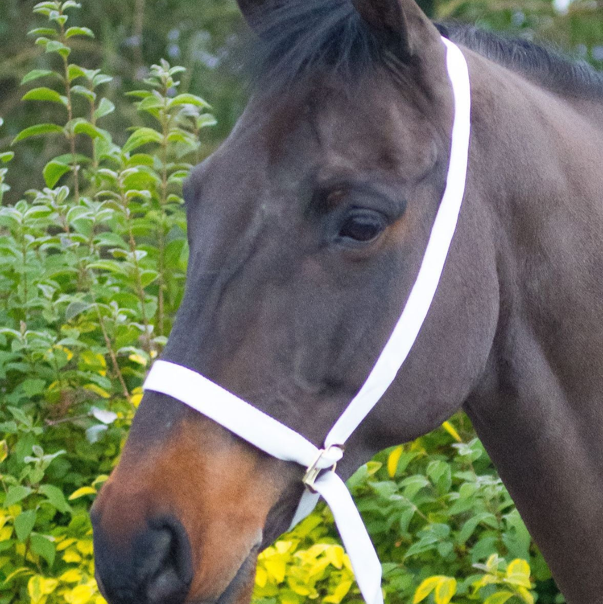 Equi-Sential Show Halter