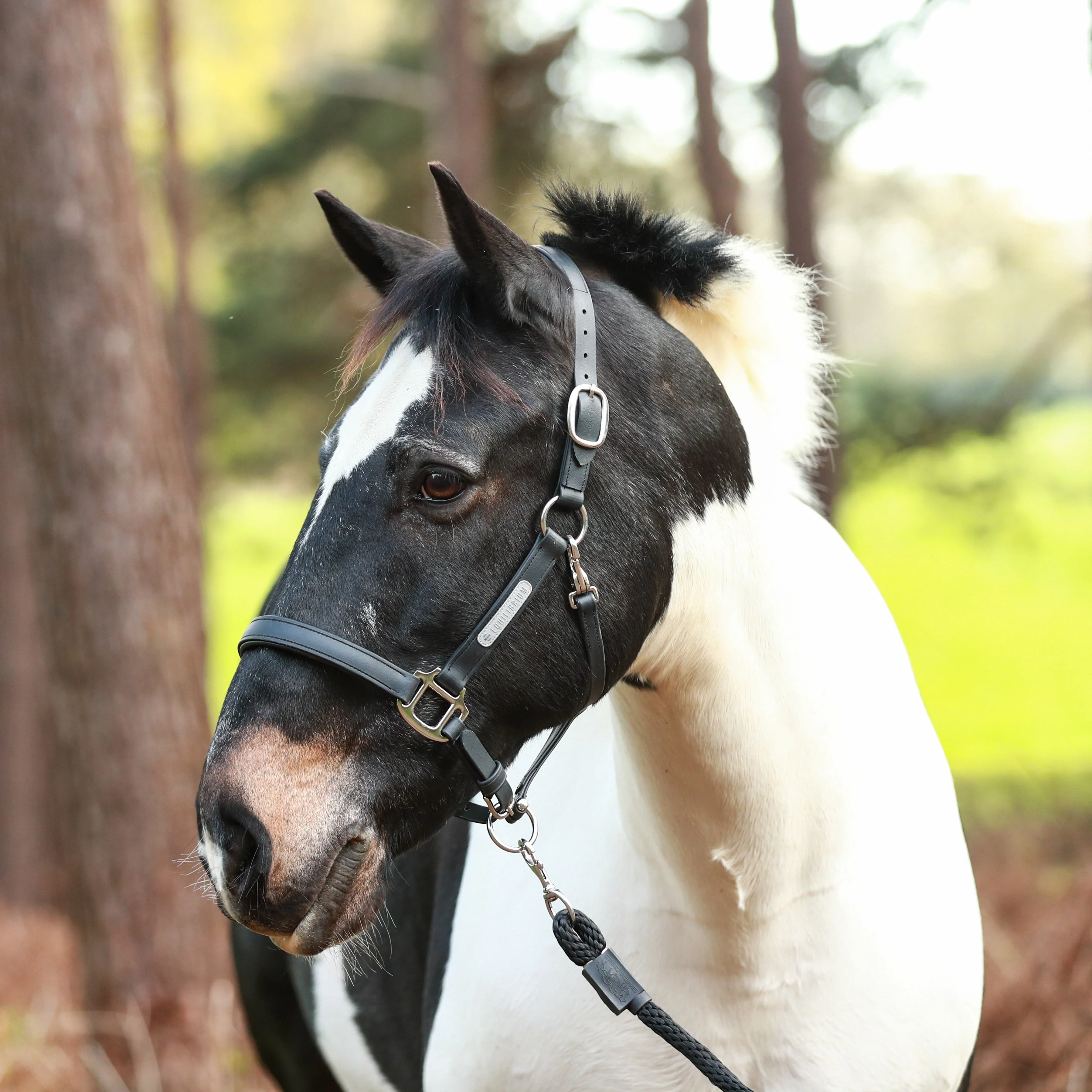 Equilibrium Stellar All-Weather Safety Headcollar - Image 2