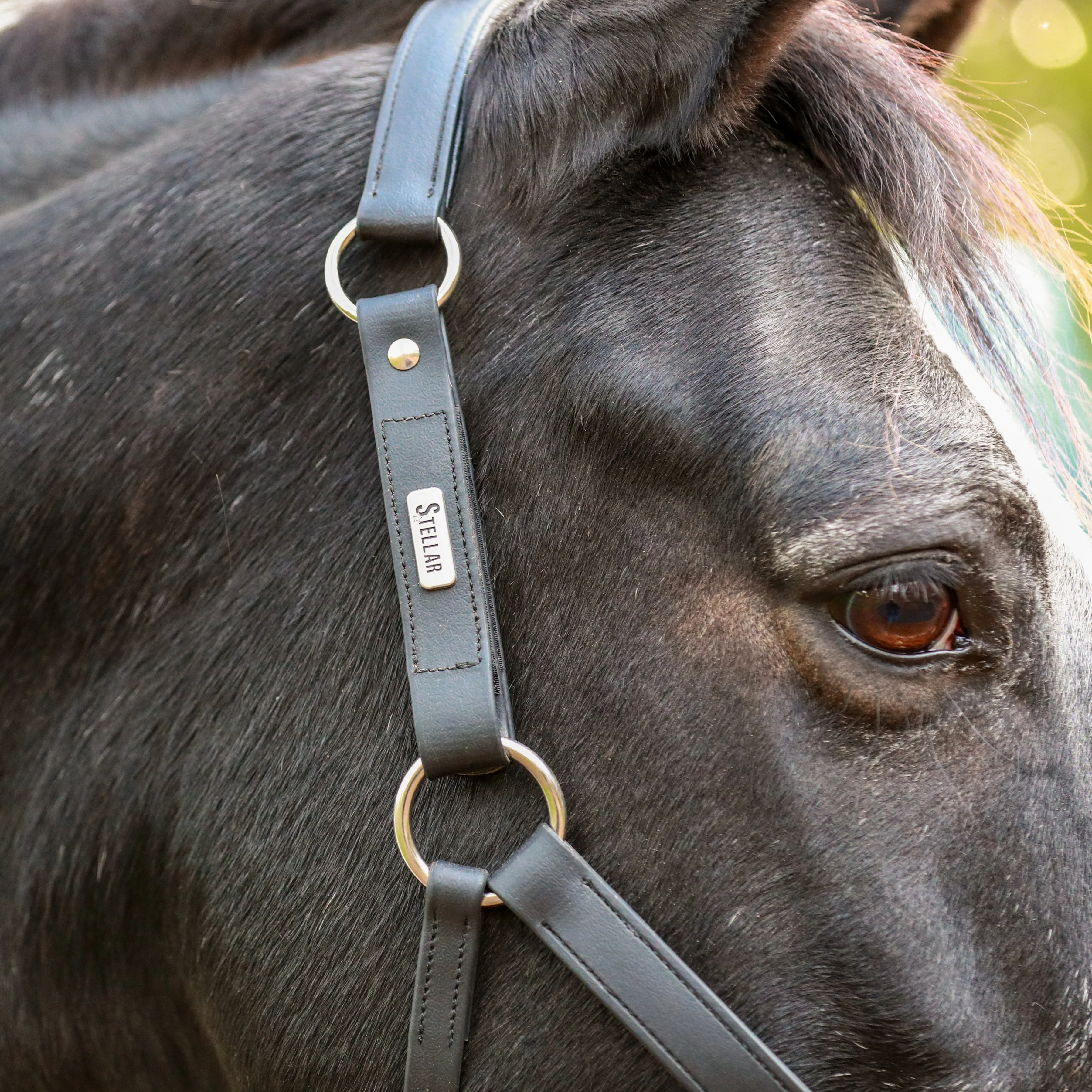 Equilibrium Stellar All-Weather Safety Headcollar - Image 3