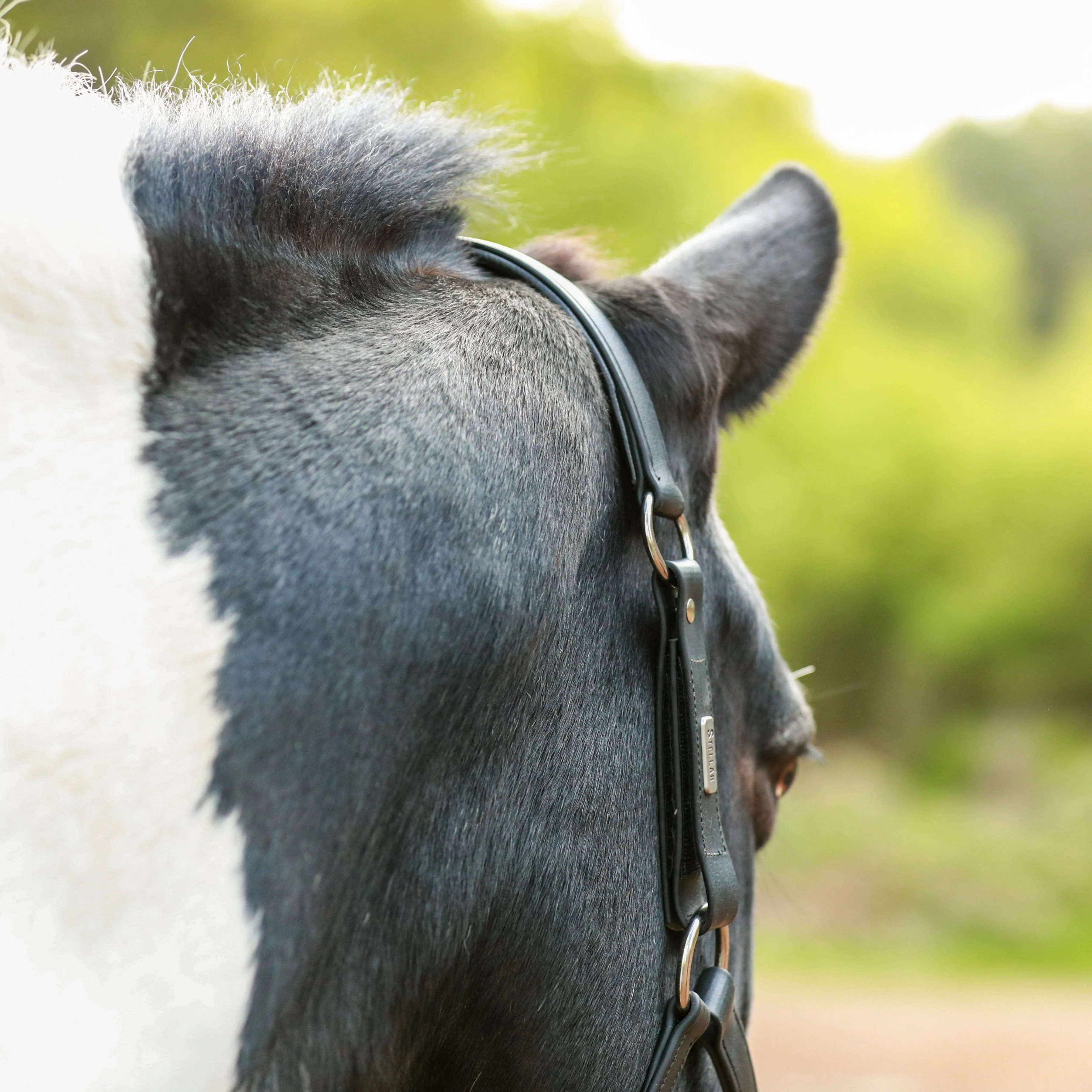 Equilibrium Stellar All-Weather Safety Headcollar - Image 4