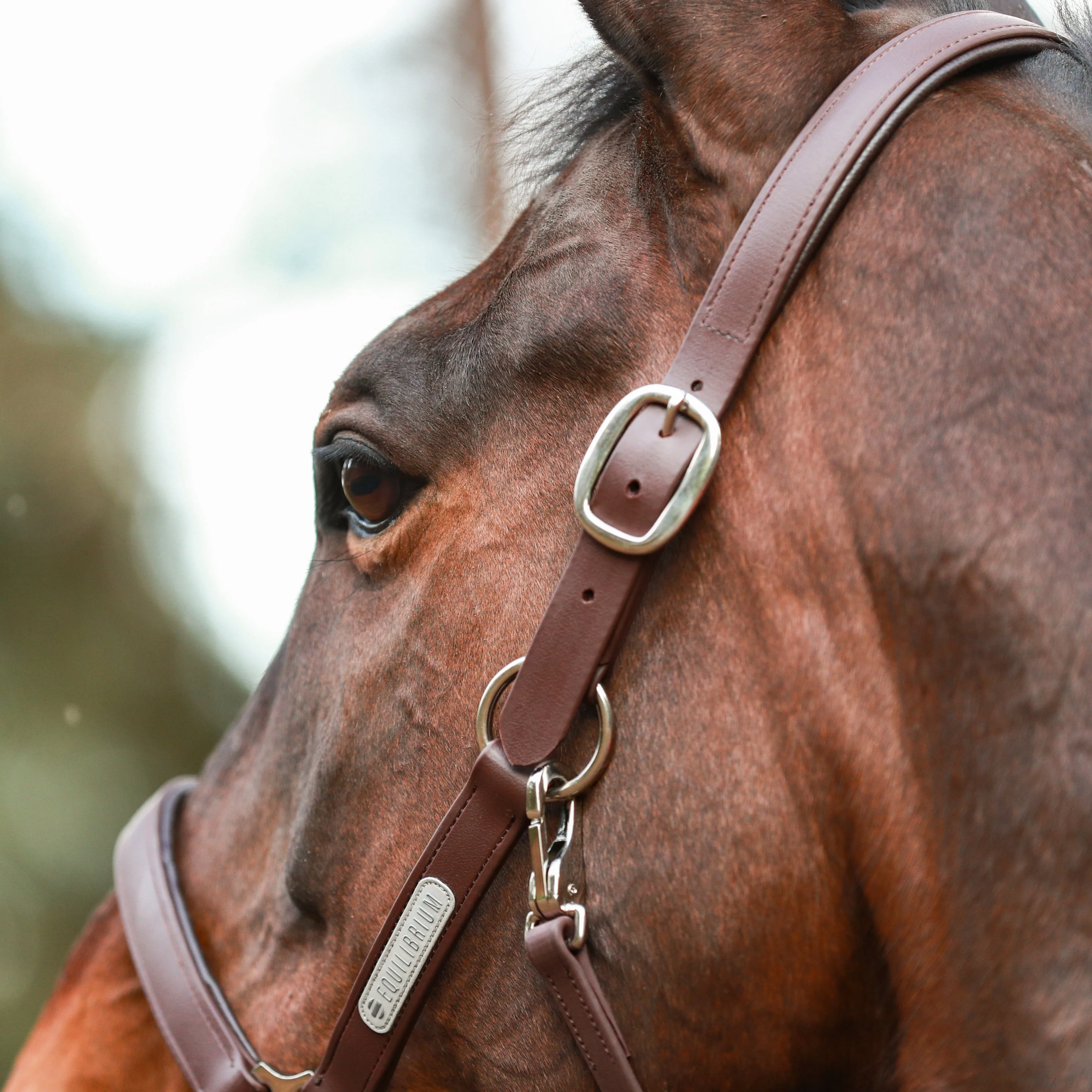 Equilibrium Stellar All-Weather Safety Headcollar - Image 7