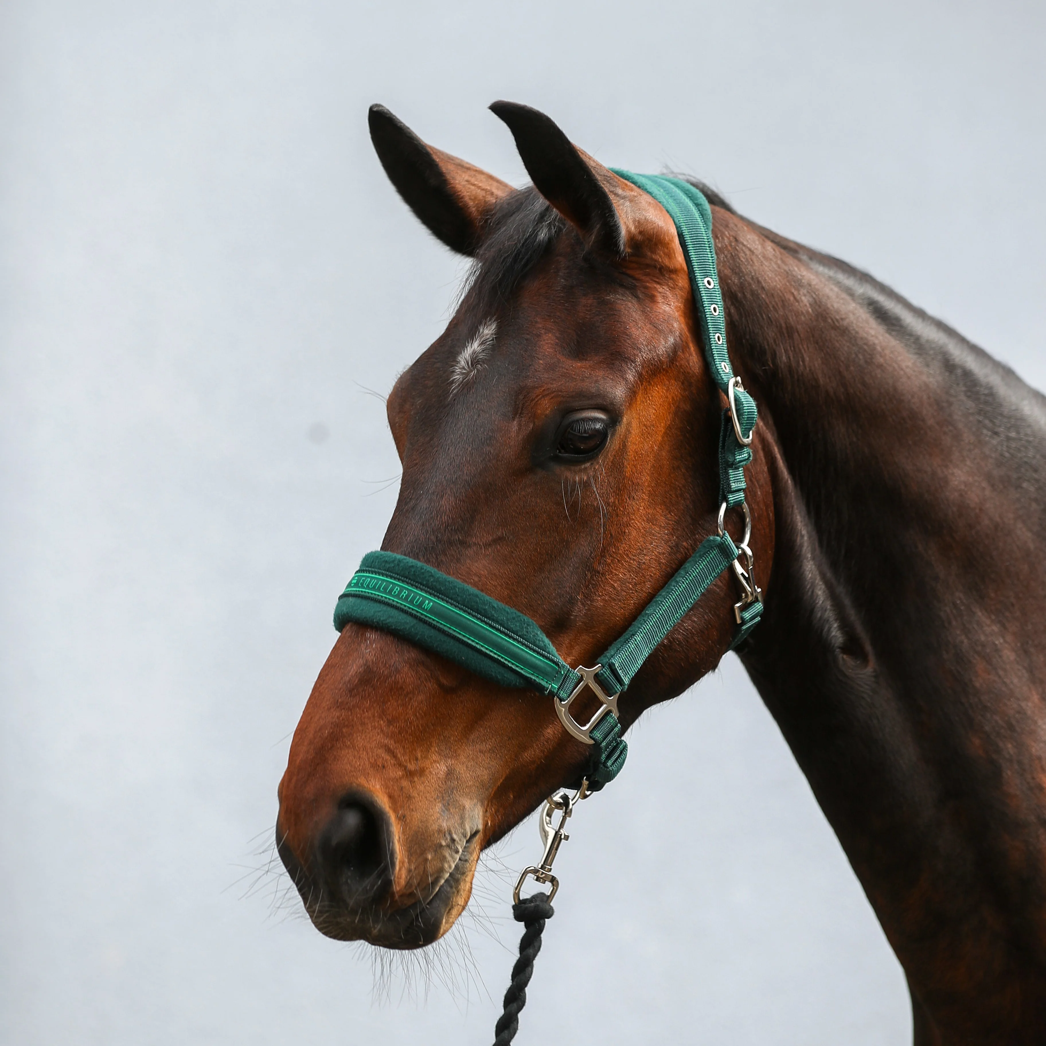 Equilibrium Stellar Style Headcollar - Image 4