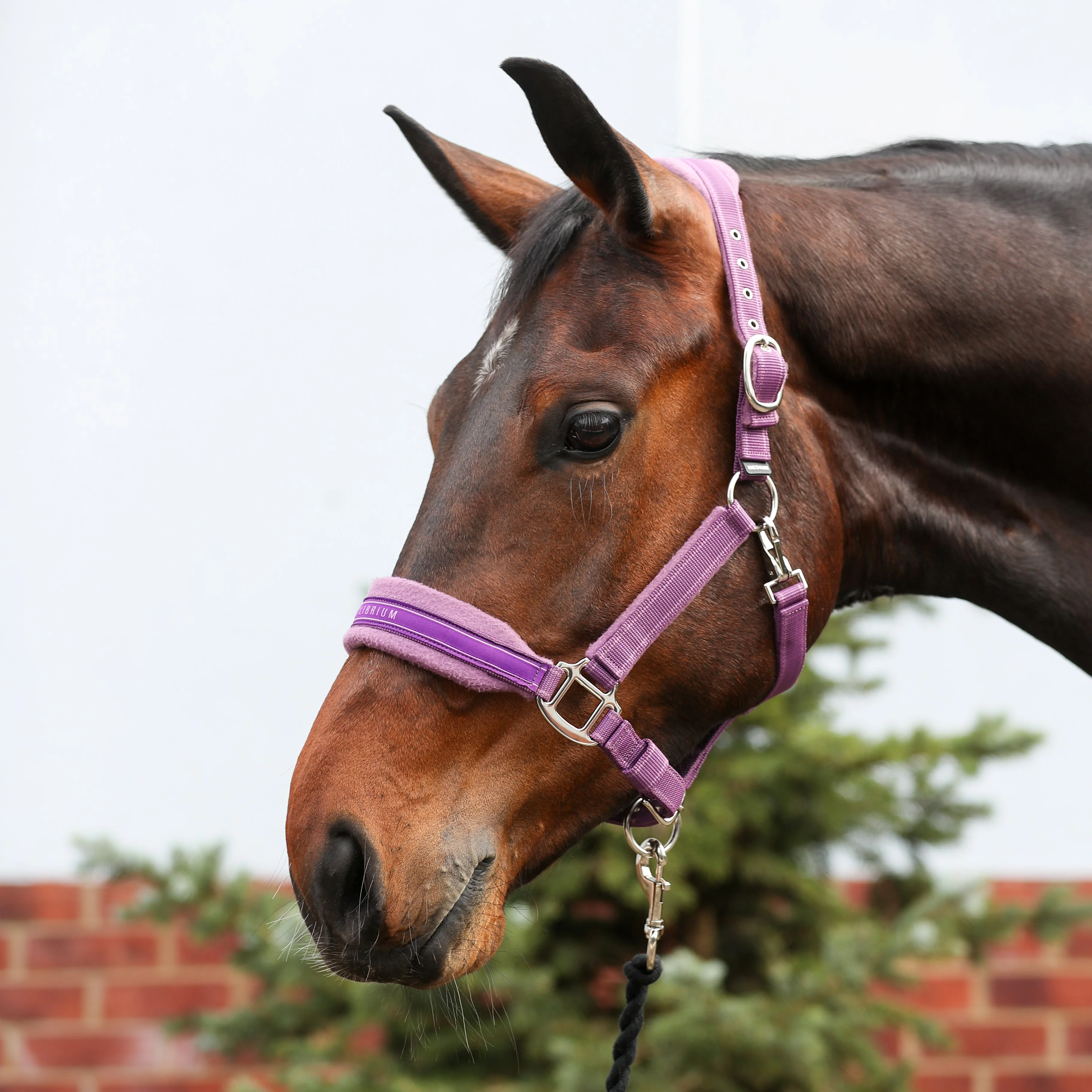 Equilibrium Stellar Style Headcollar - Image 7