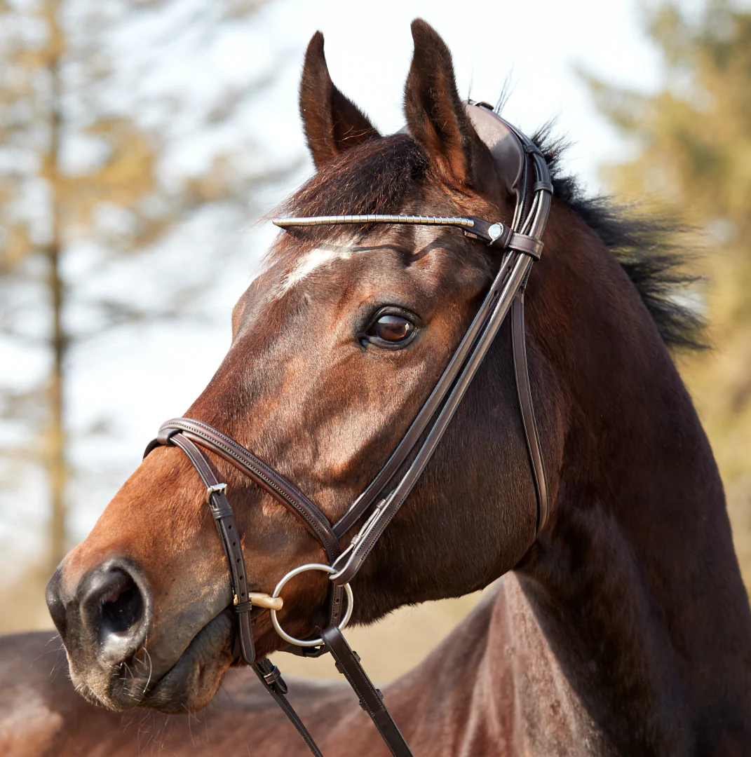 Finesse Zorro Flash Bridle - Image 2