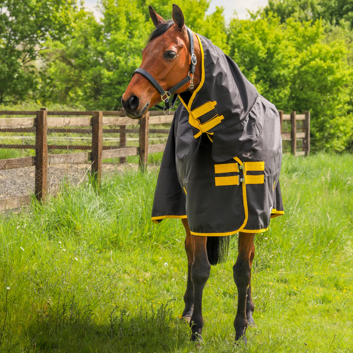 GS Equestrian Combo Neck 0g Turnout Rug - Image 2