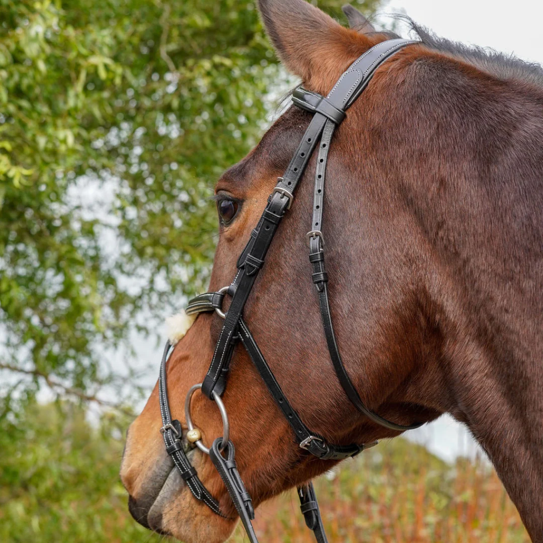 GS Equestrian Grackle Bridle - Image 3
