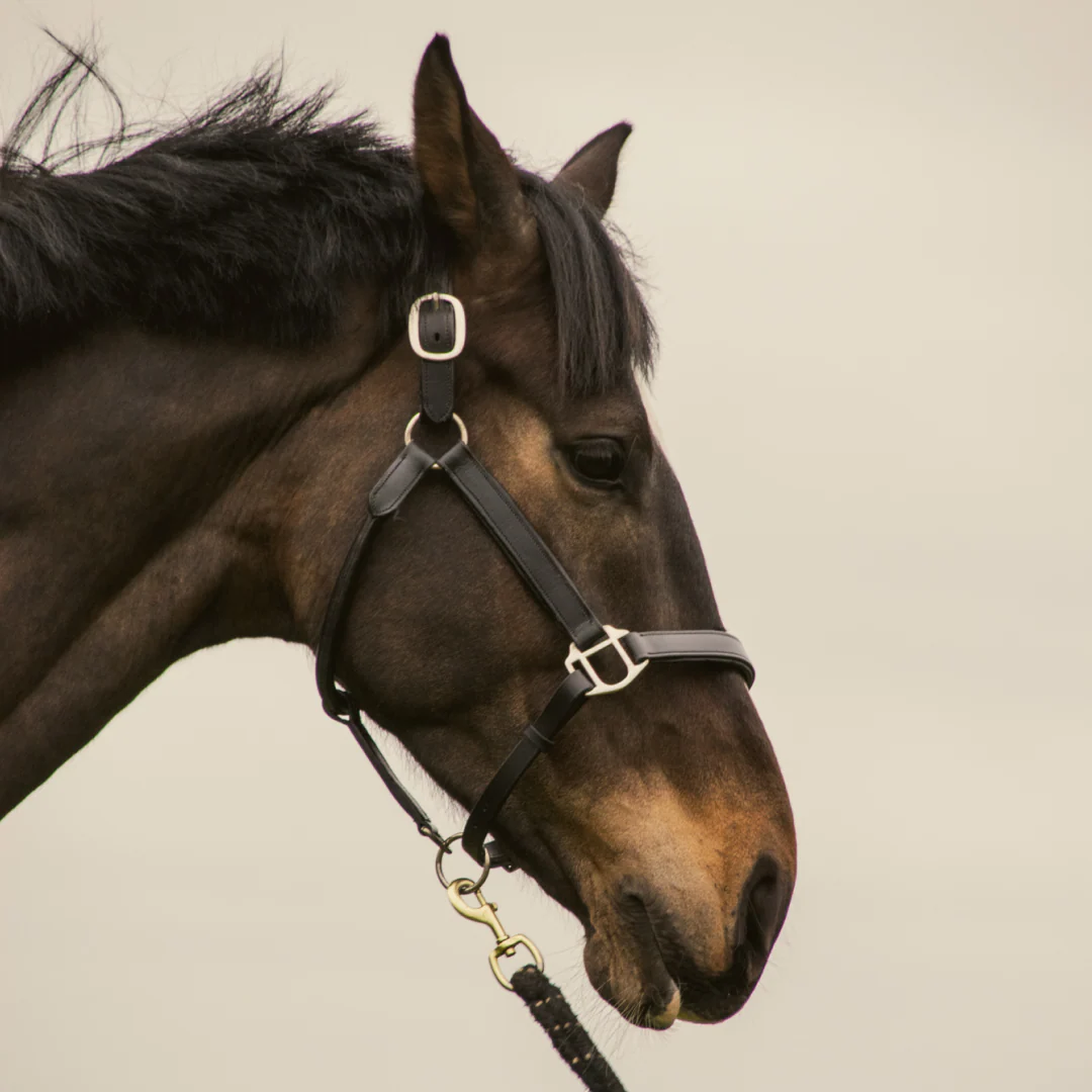 GS Equestrian Leather Padded Head Collar - Image 4
