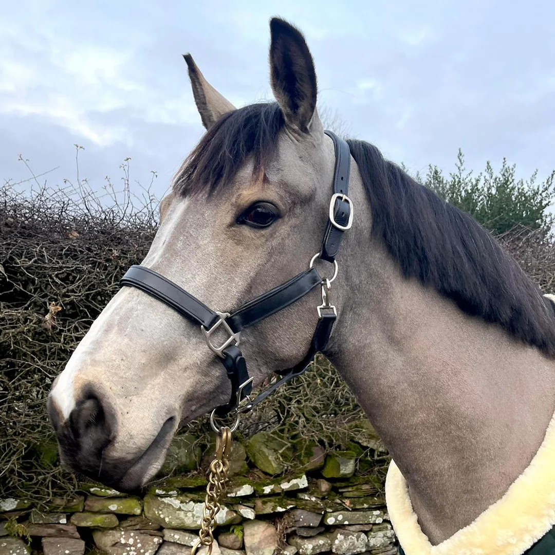 GS Equestrian Leather Padded Head Collar - Image 5