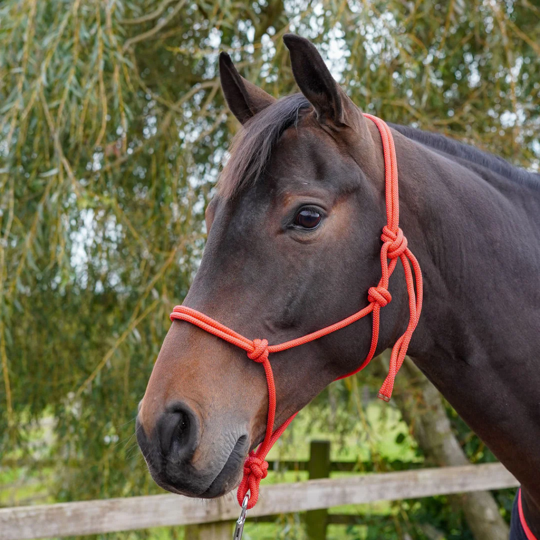 GS Equestrian Rope Halter - Image 3