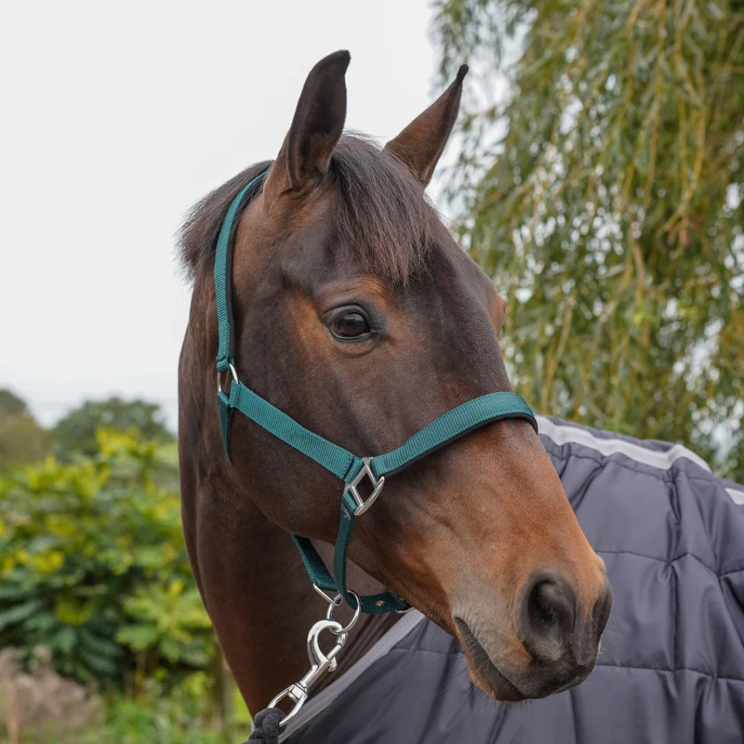 GS Equestrian Padded Head Collar - Image 10
