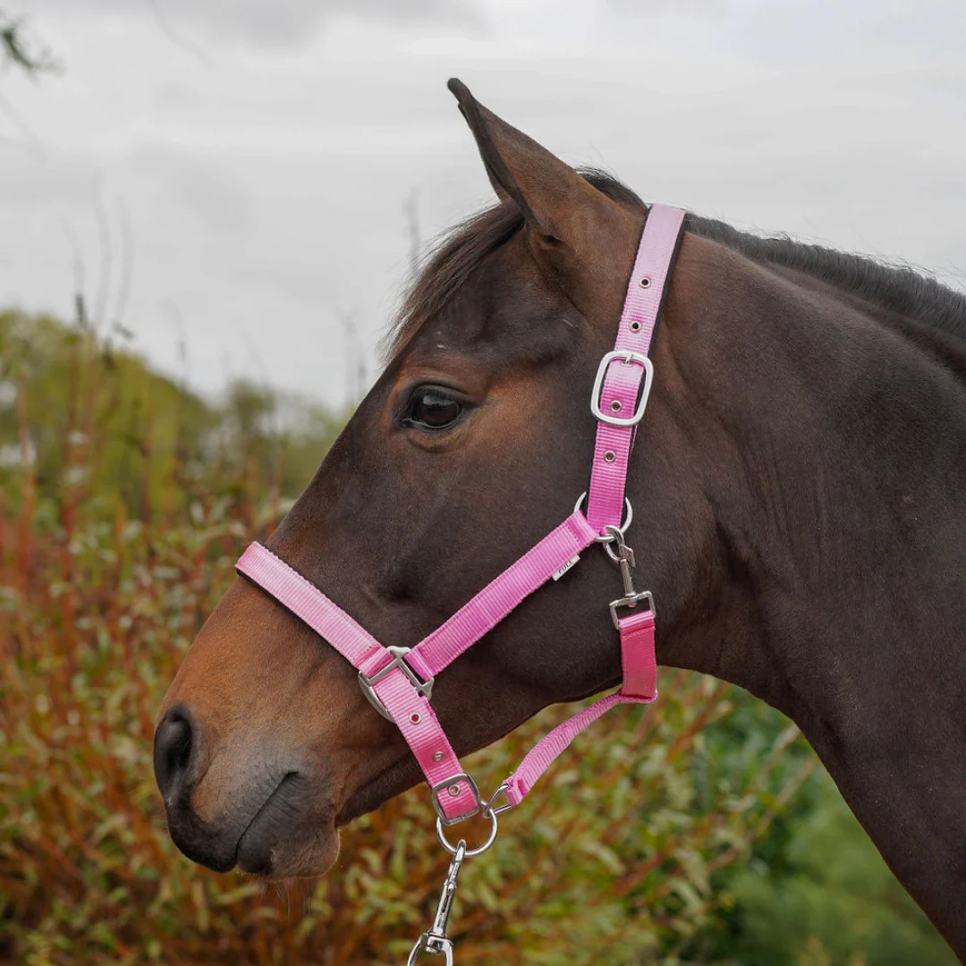 GS Equestrian Padded Head Collar - Image 13