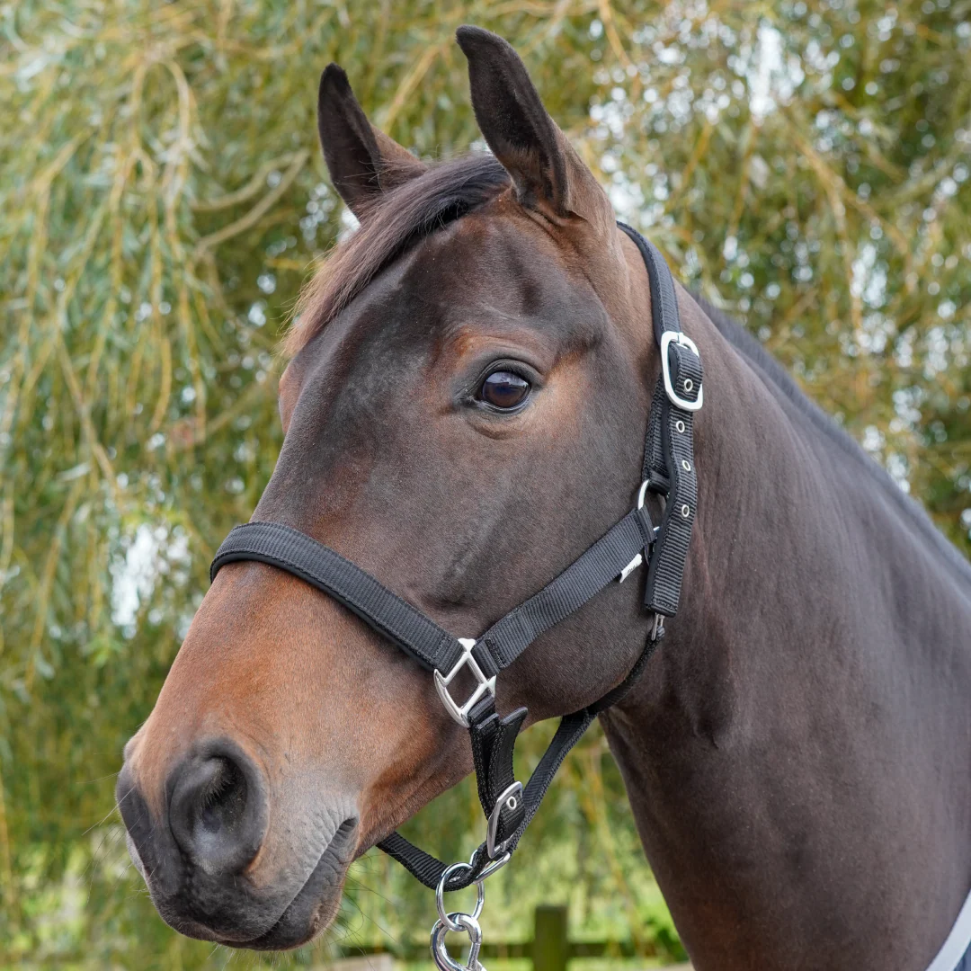 GS Equestrian Padded Head Collar - Image 14