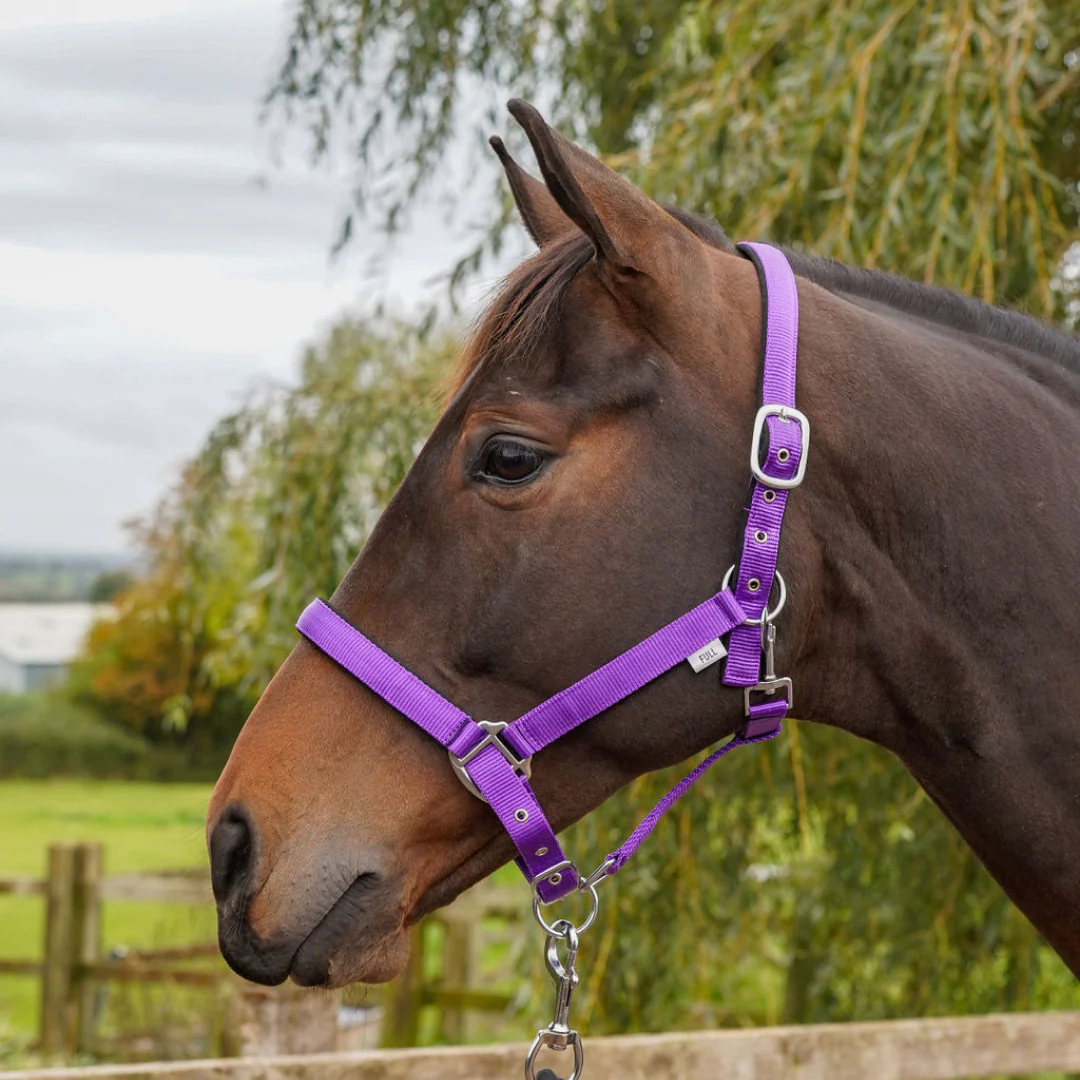 GS Equestrian Padded Head Collar - Image 16
