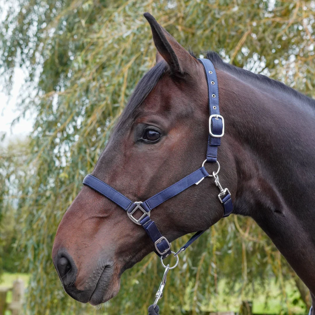 GS Equestrian Padded Head Collar - Image 17