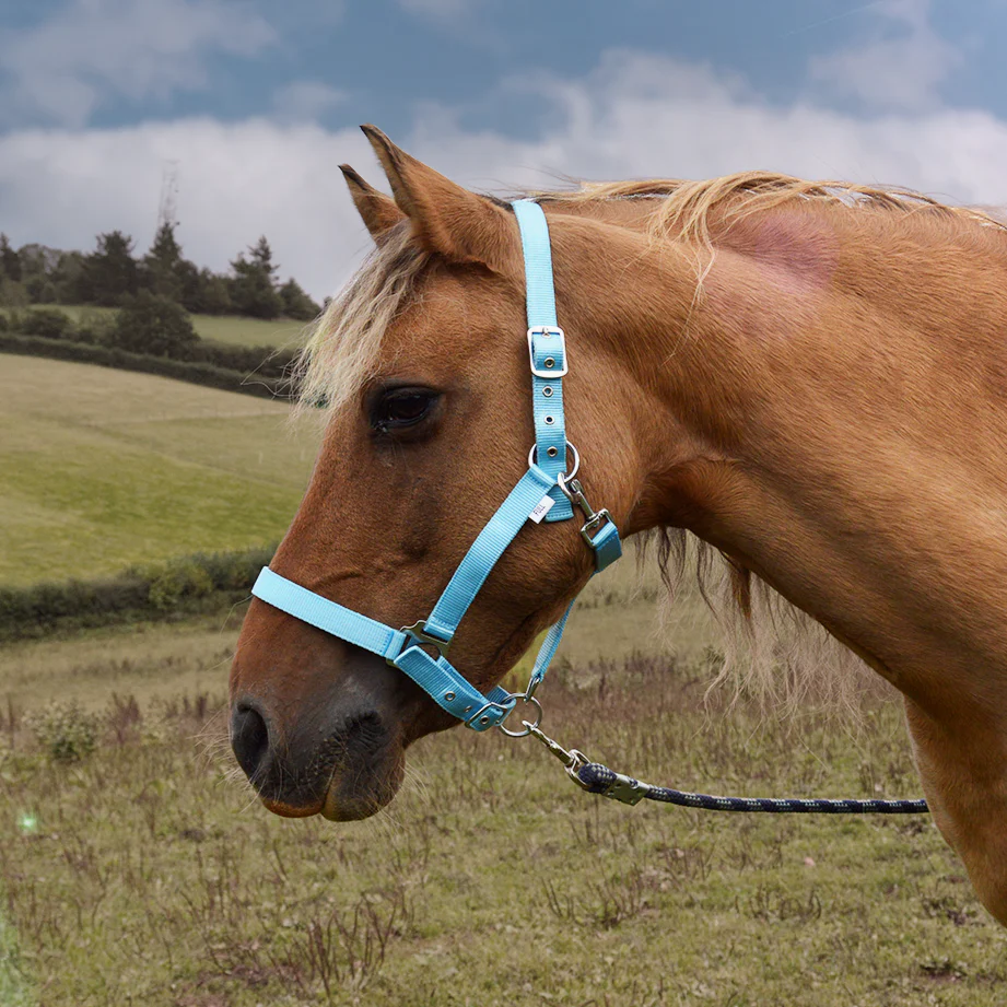 GS Equestrian Padded Head Collar - Image 3