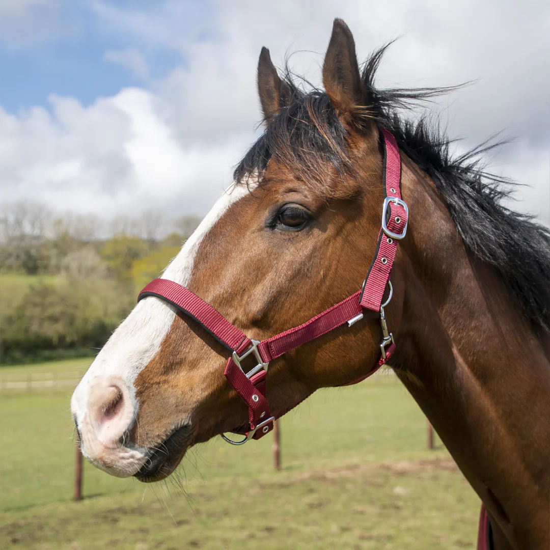 GS Equestrian Padded Head Collar - Image 4