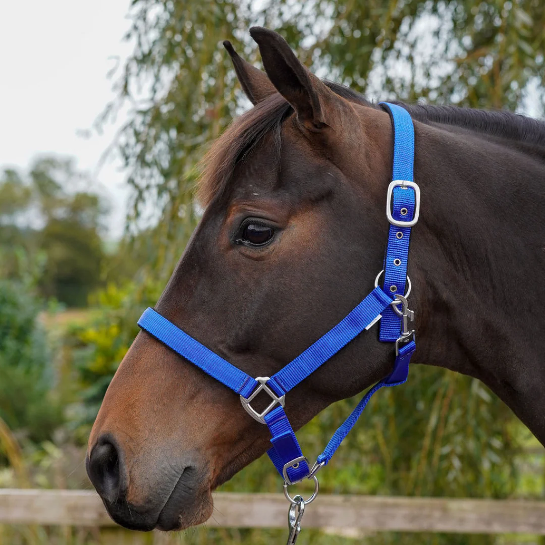 GS Equestrian Padded Head Collar - Image 7
