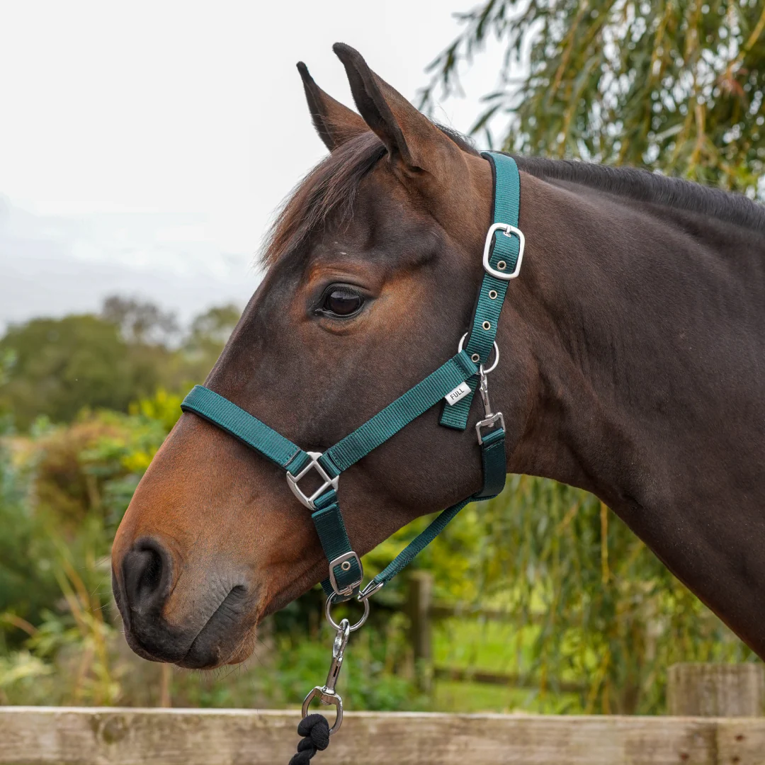 GS Equestrian Padded Head Collar - Image 9
