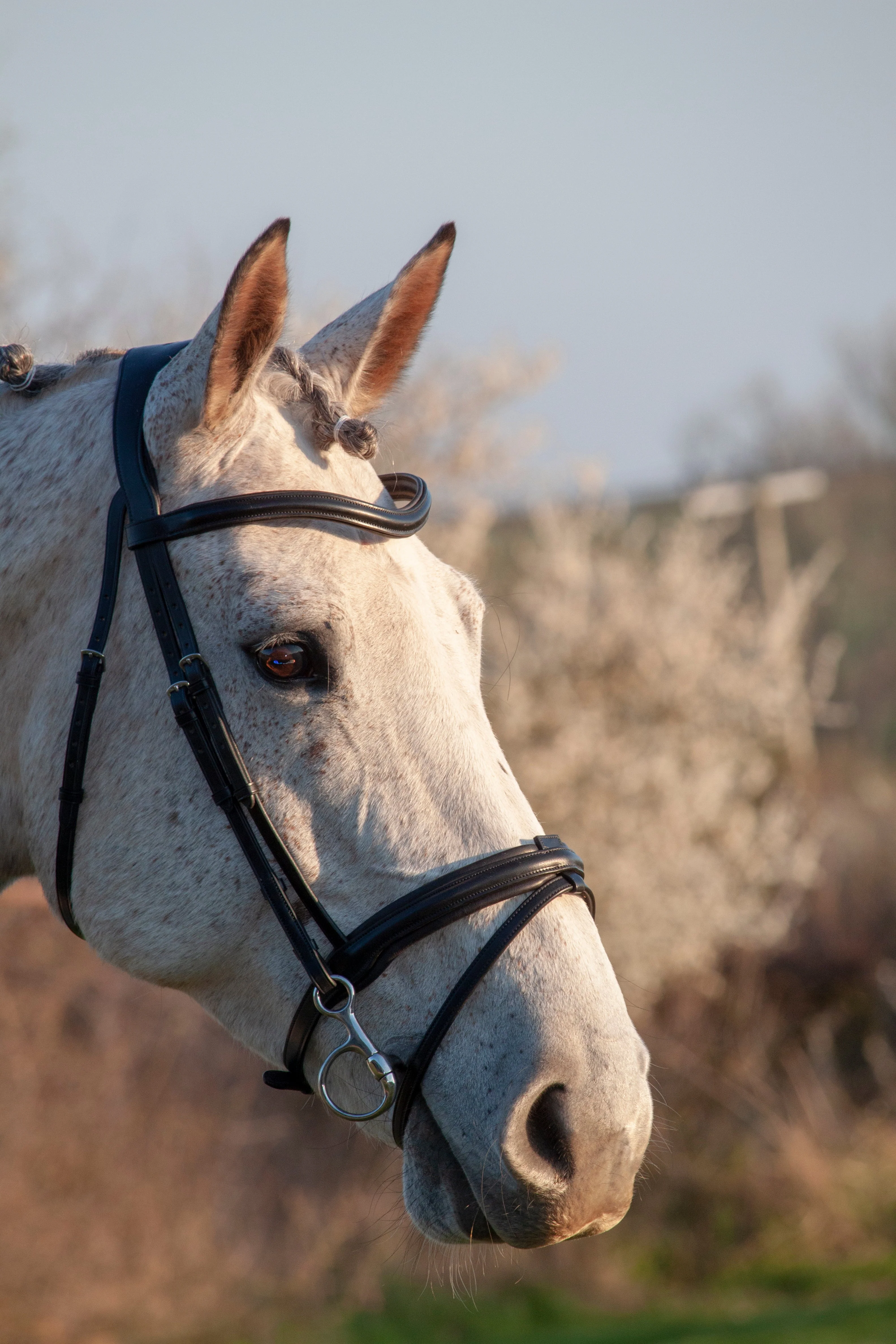 Henry James Comfort Flash Bridle - Image 3