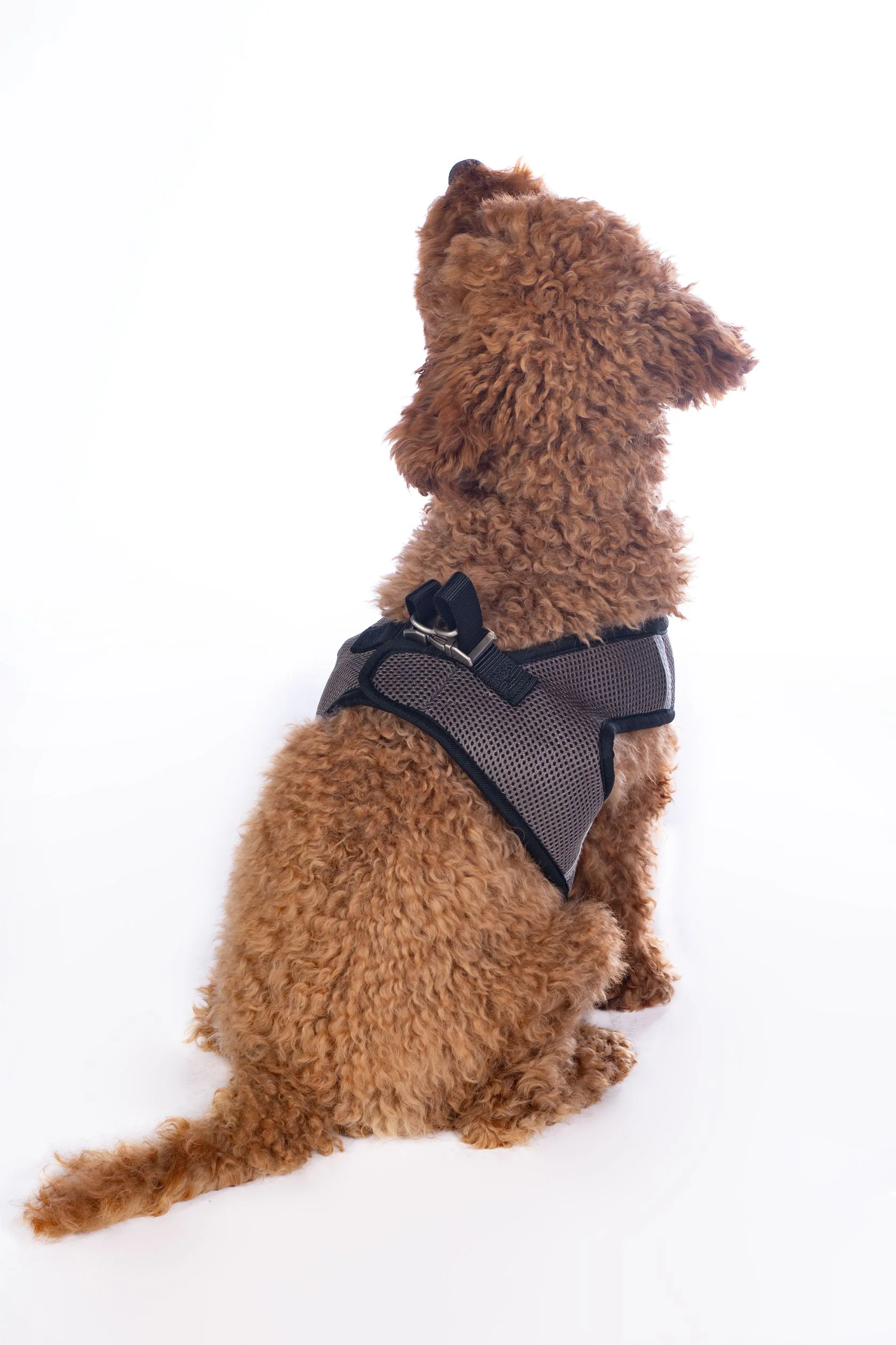 HKM Dog Harness -Buddy Soft- - Image 7