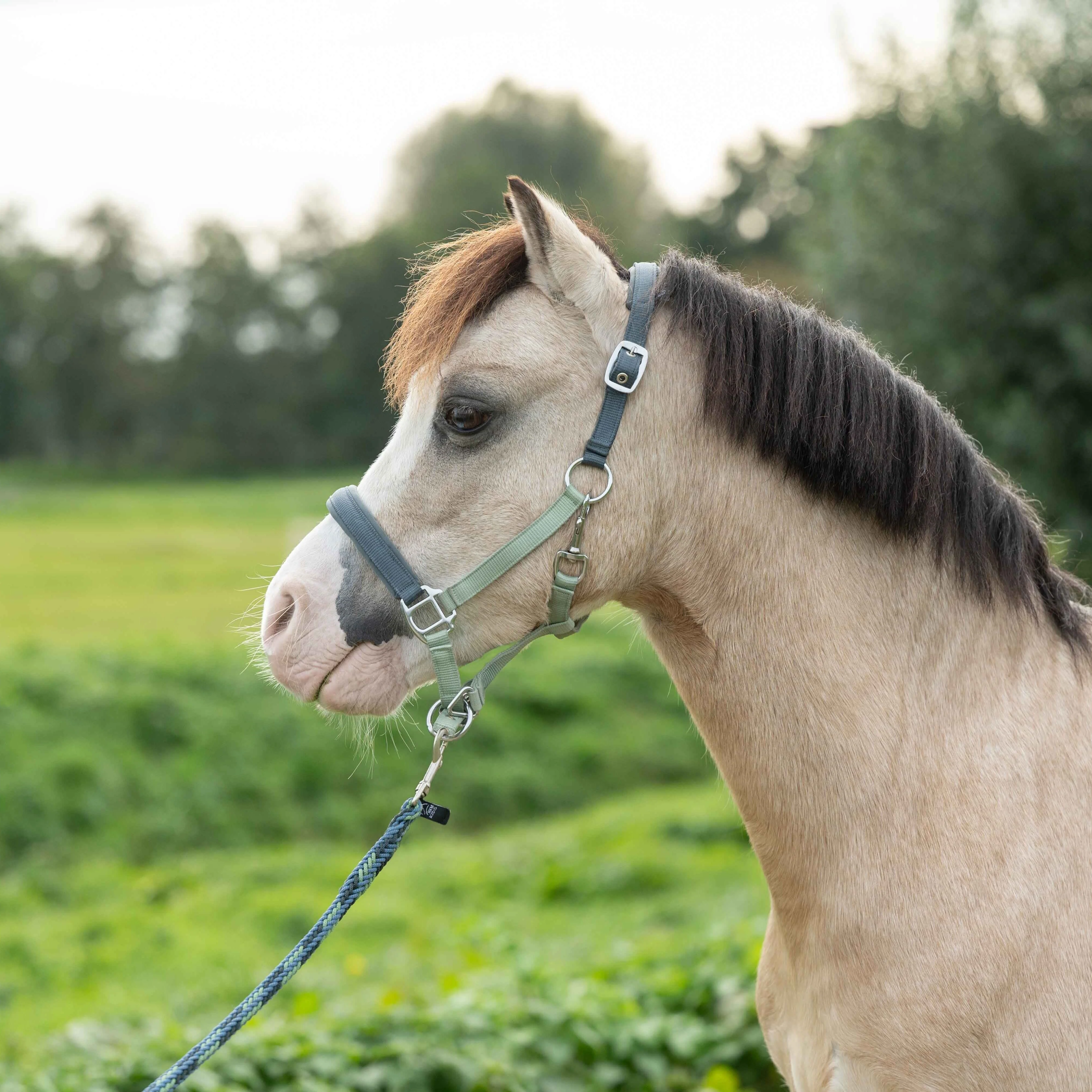 HKM Head Collar -Barnie- - Image 3