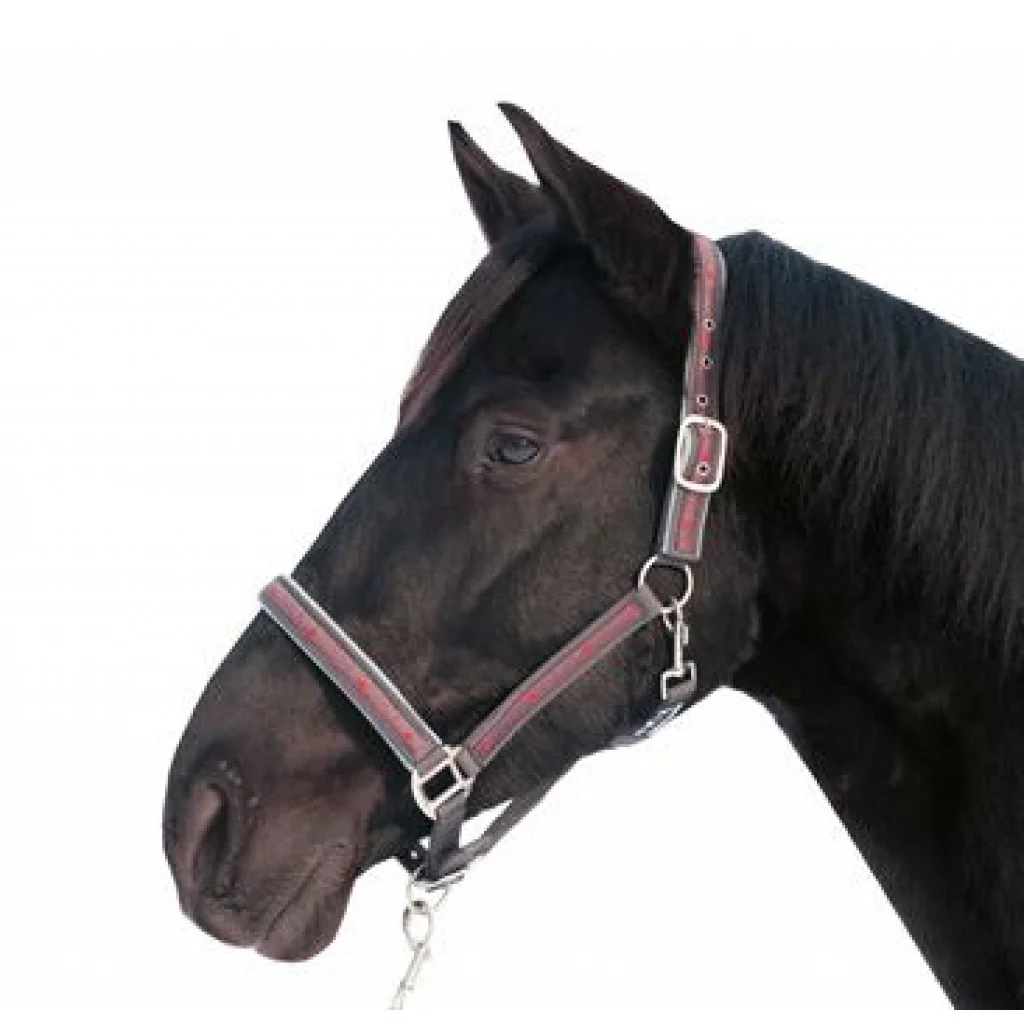 HKM Head Collar & Lead Rope with Snap Hook -Sternchen- - Image 6