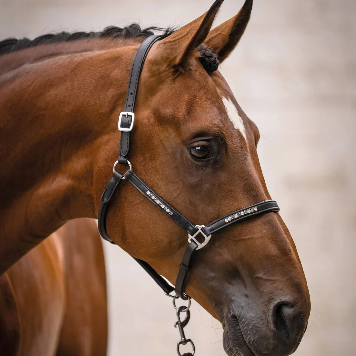 HKM Leather Head Collar -Sparkle- - Image 2