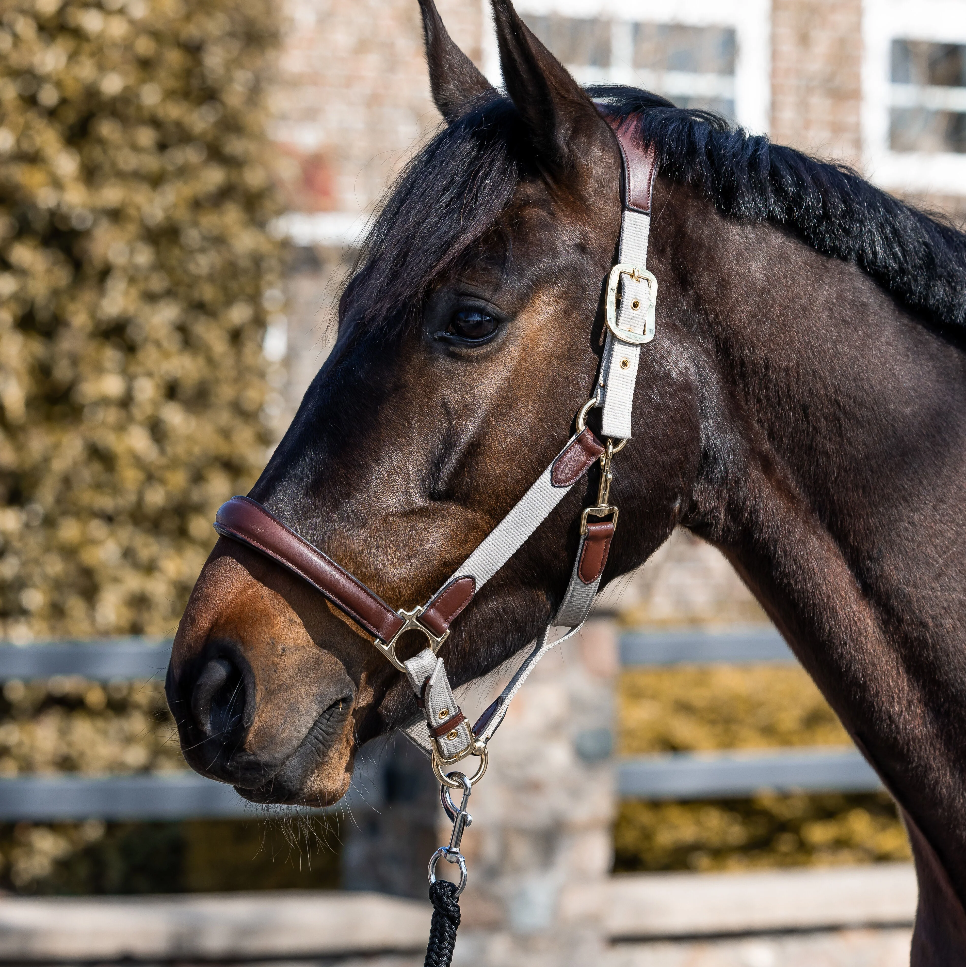 HKM Leather & Nylon Head Collar -Luna- - Image 3