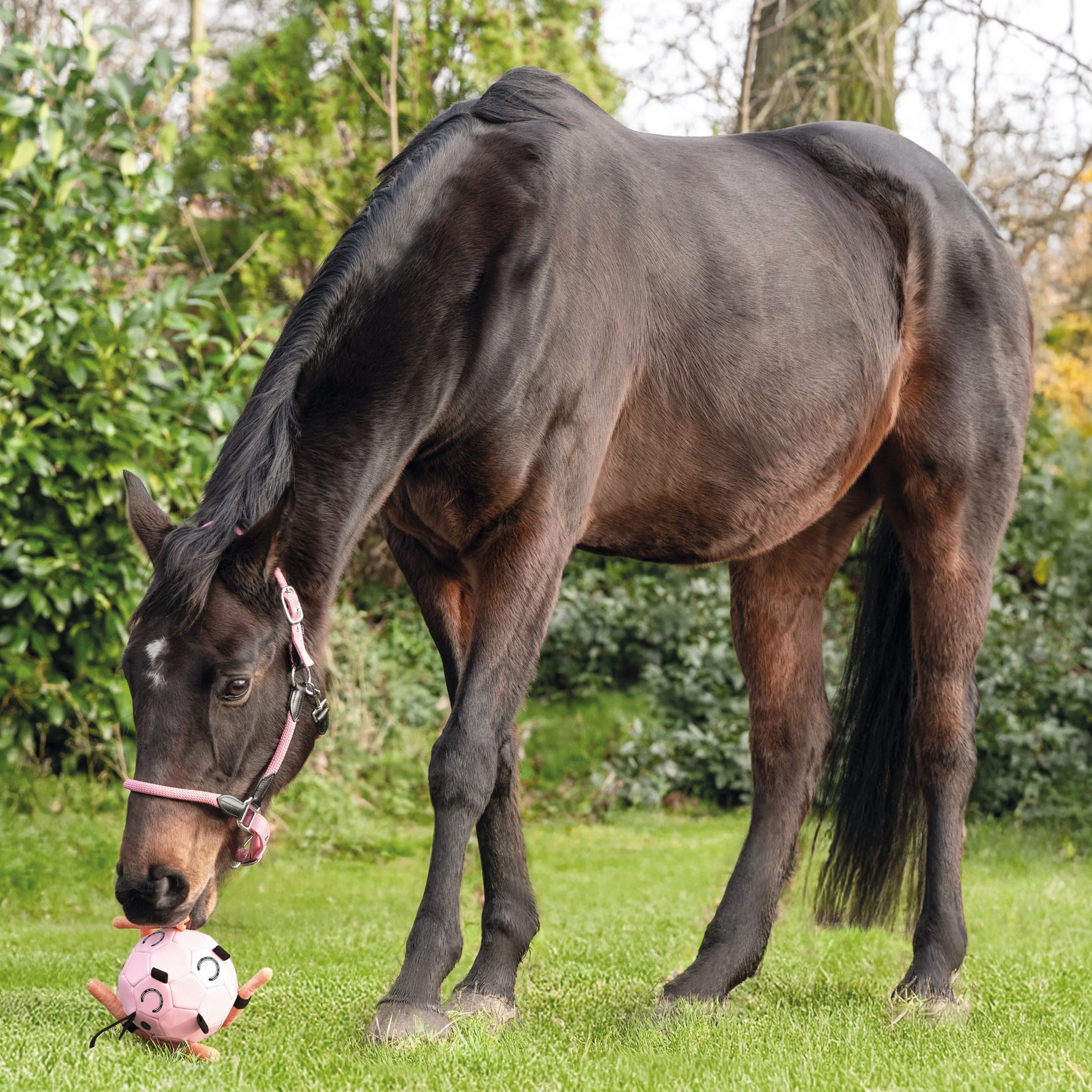 HKM Toy For Horses -Fun- - Image 4
