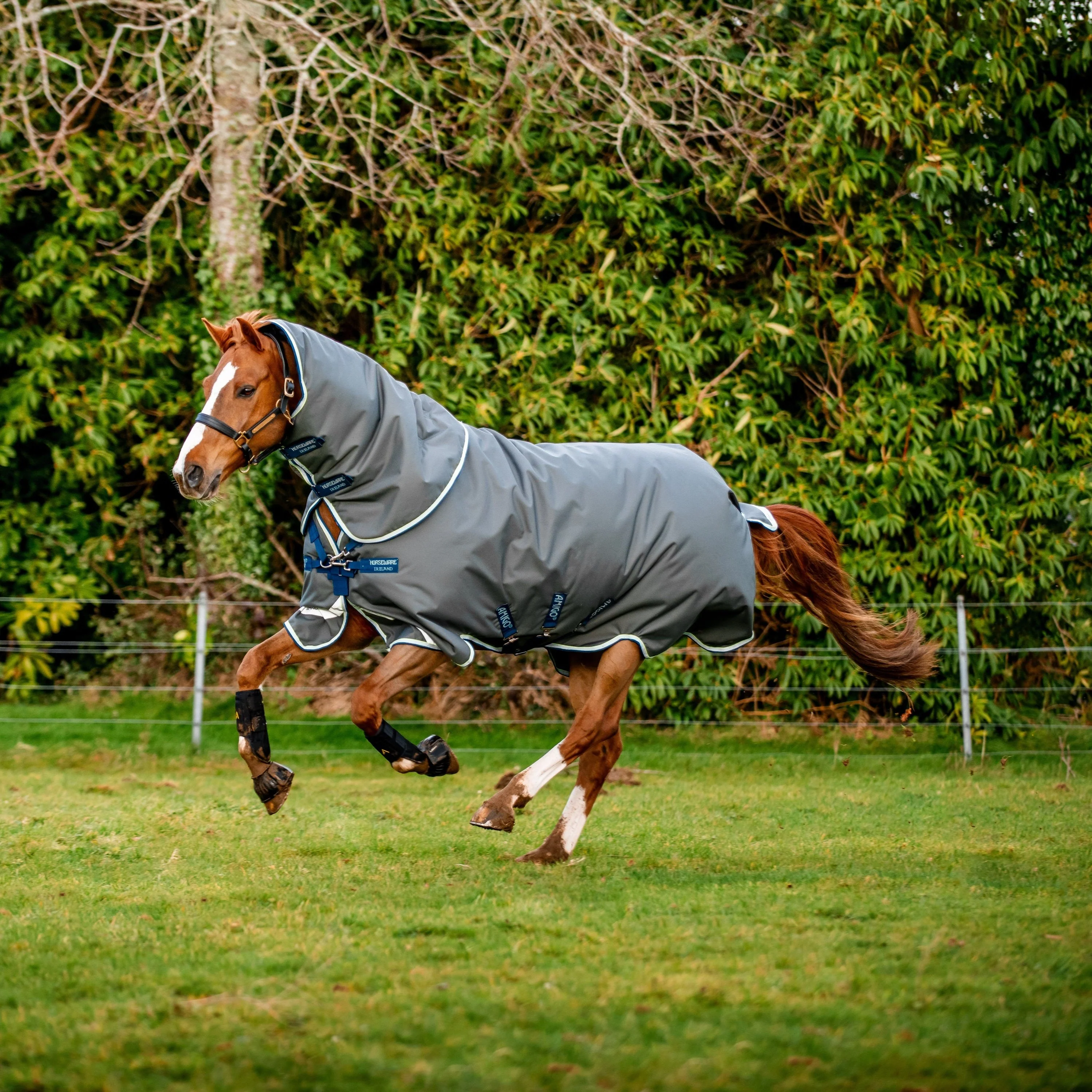 Horseware Ireland Amigo Bravo 12 Plus 400g Heavy Turnout Rug - Image 2