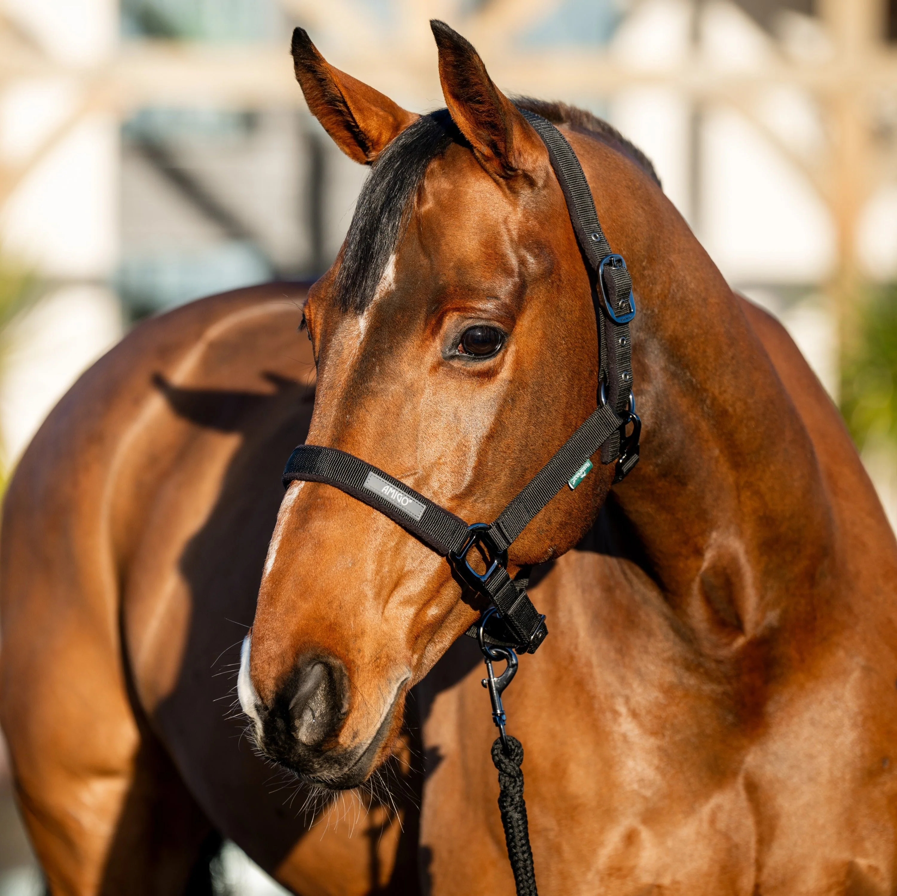 Horseware Ireland Amigo Headcollar & Leadrope Set - Image 3