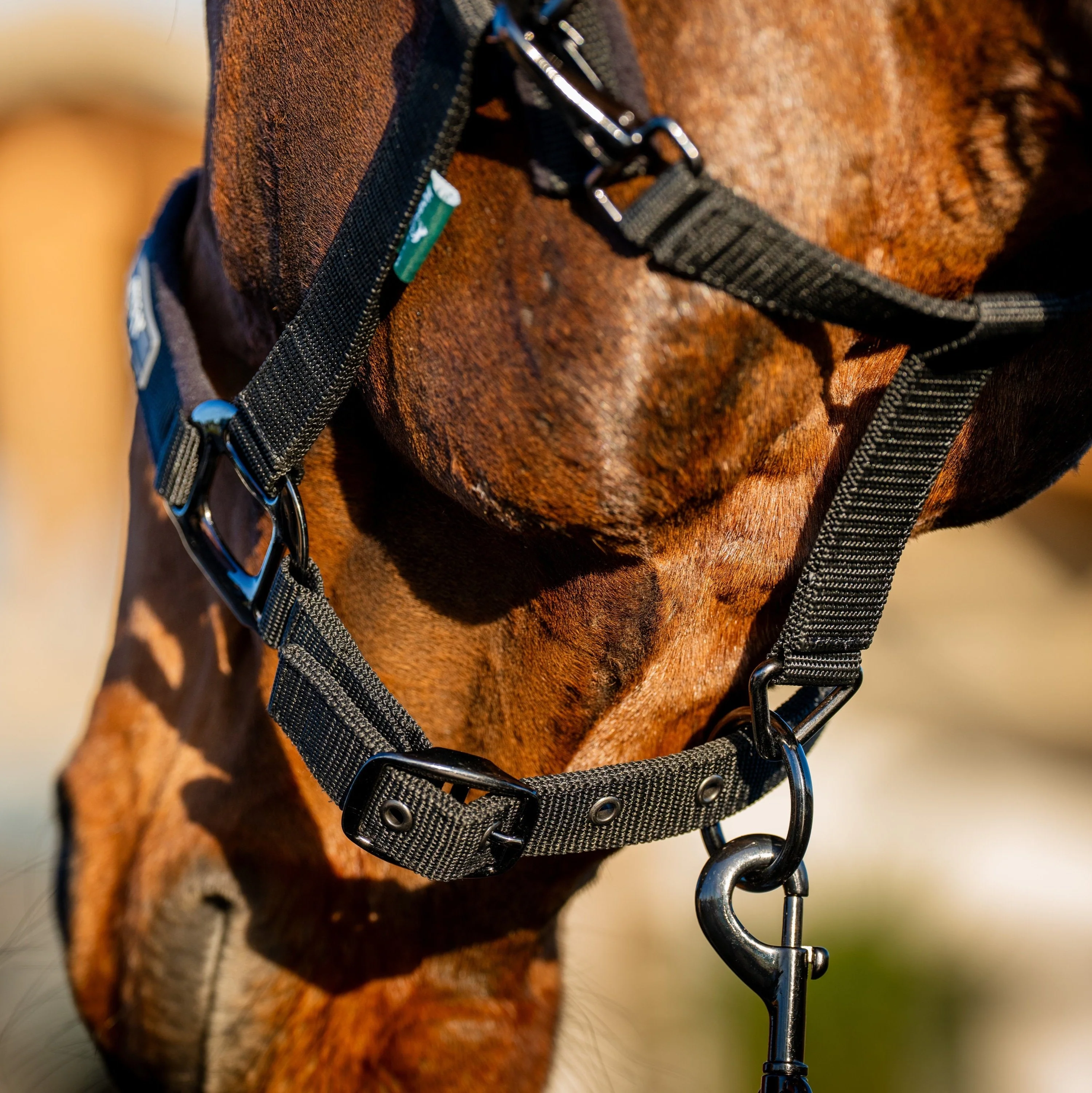 Horseware Ireland Amigo Headcollar & Leadrope Set - Image 5