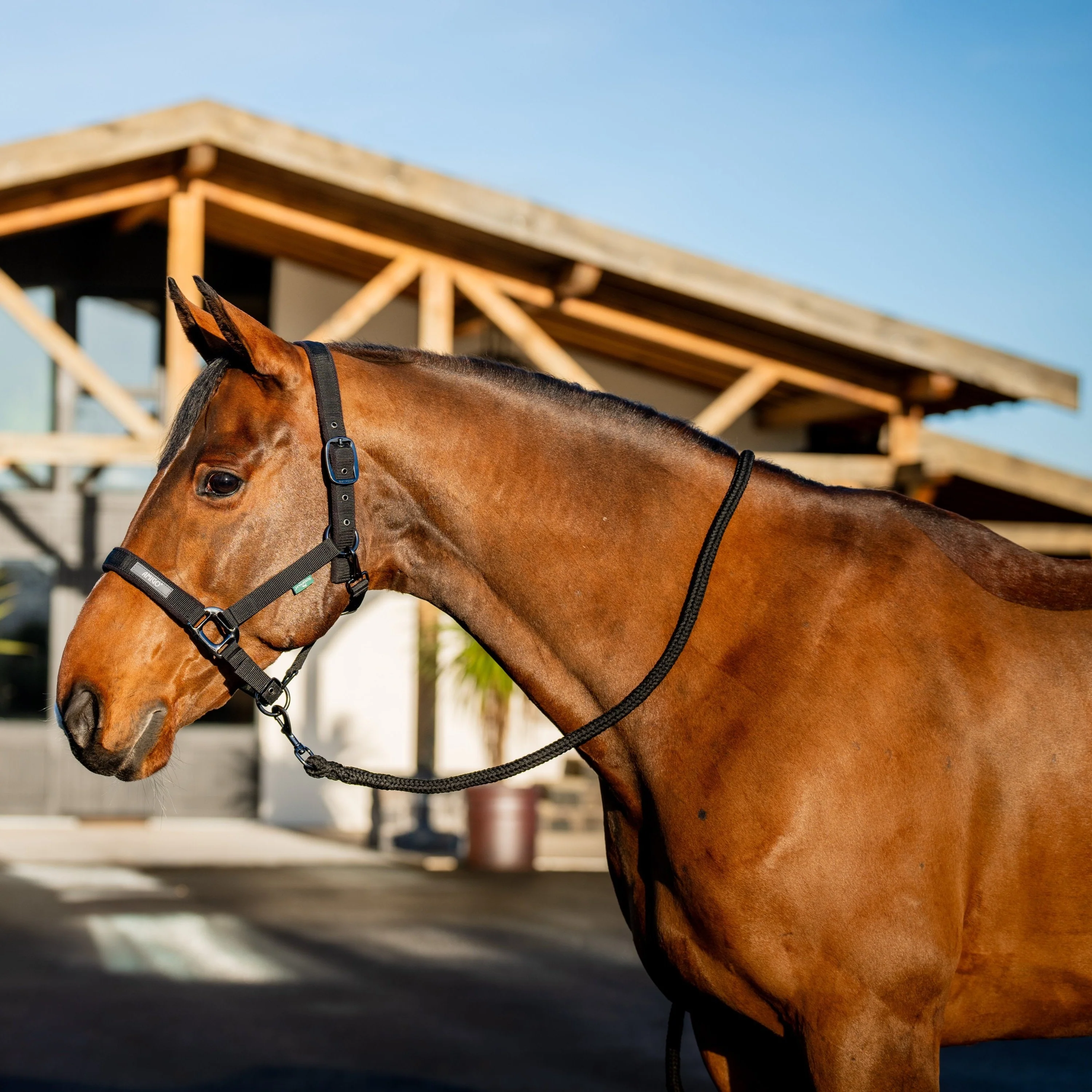 Horseware Ireland Amigo Headcollar & Leadrope Set - Image 9