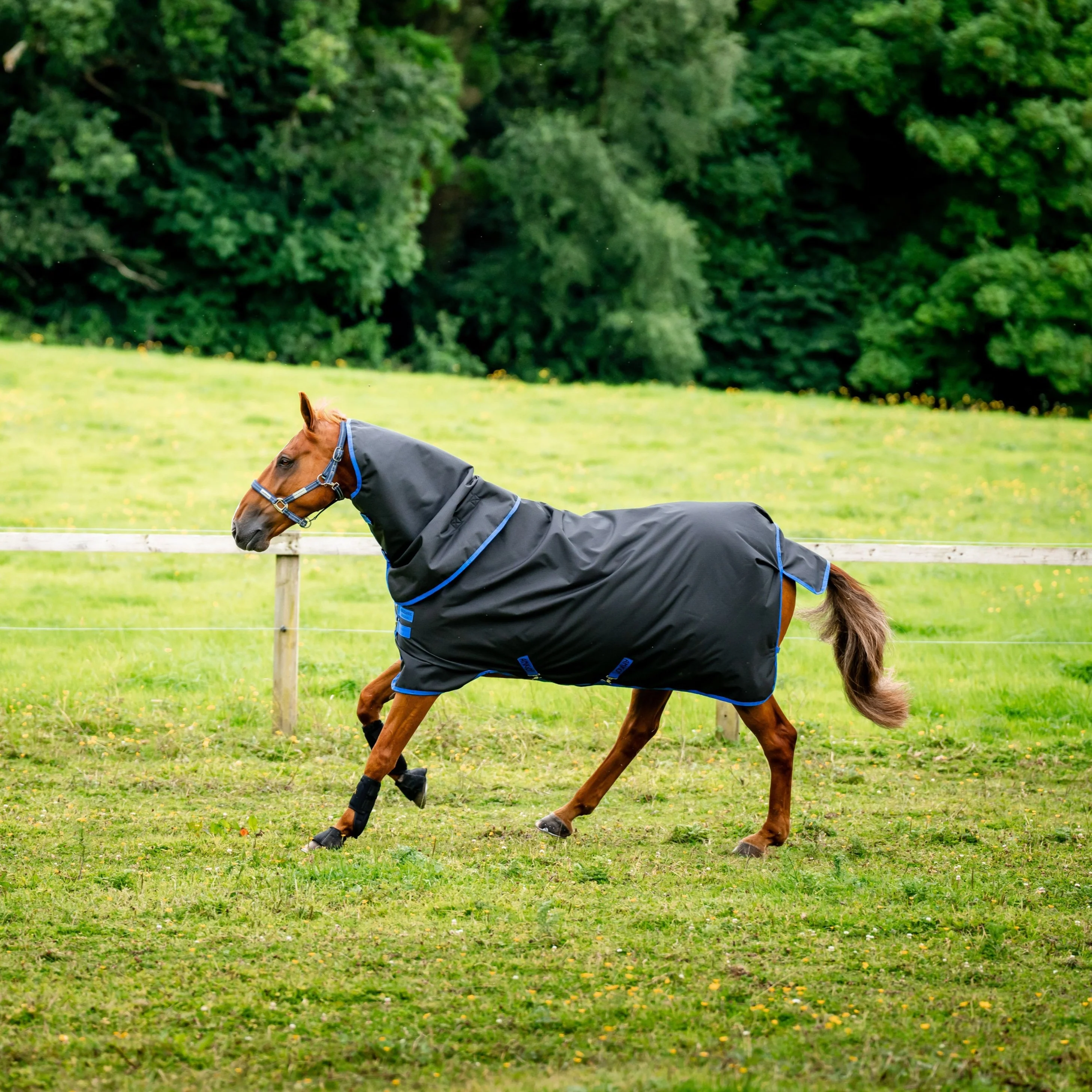 Horseware Ireland Amigo Ripstop 900 Plus 100g - Image 14
