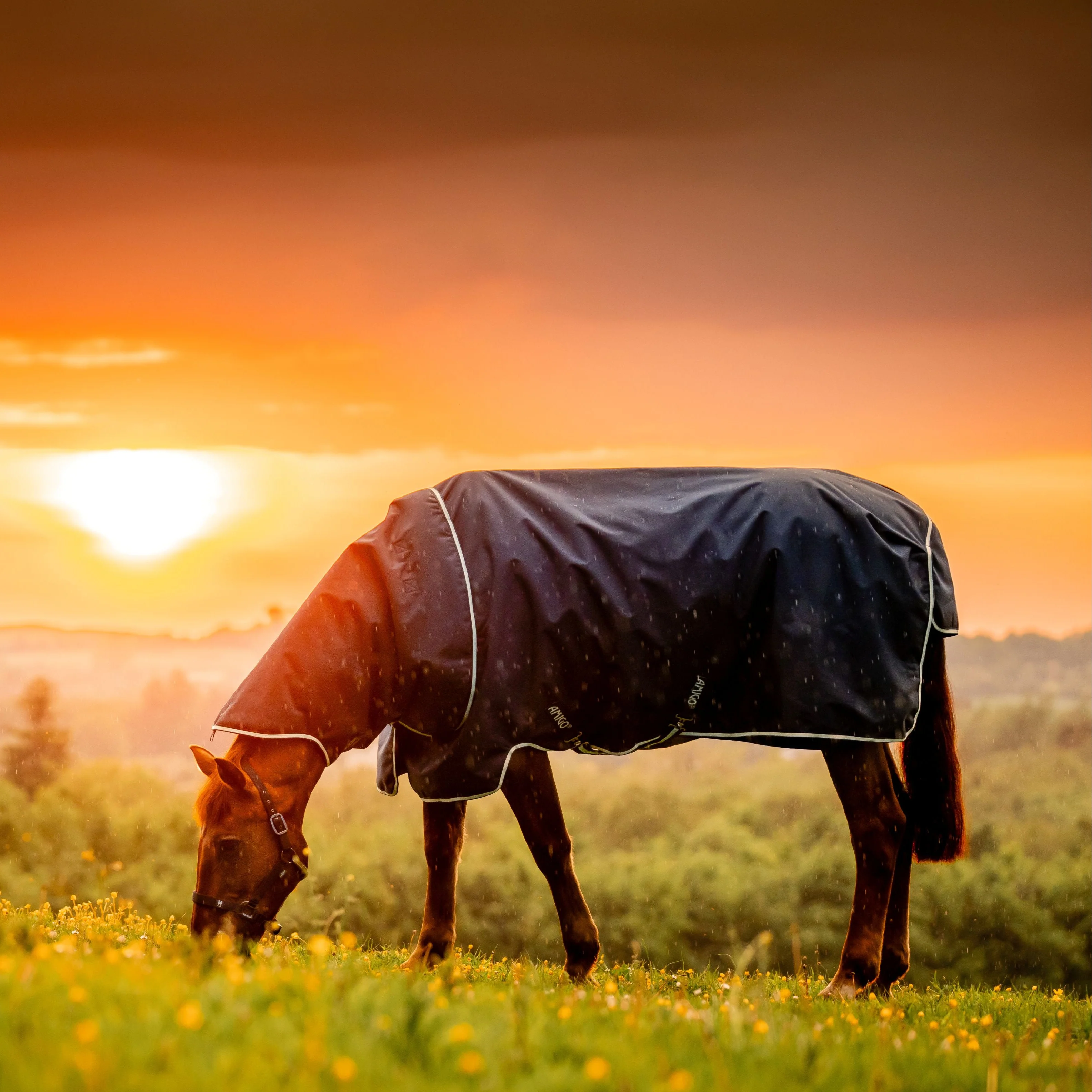 Horseware Ireland Amigo Ripstop 900 Plus 100g - Image 23