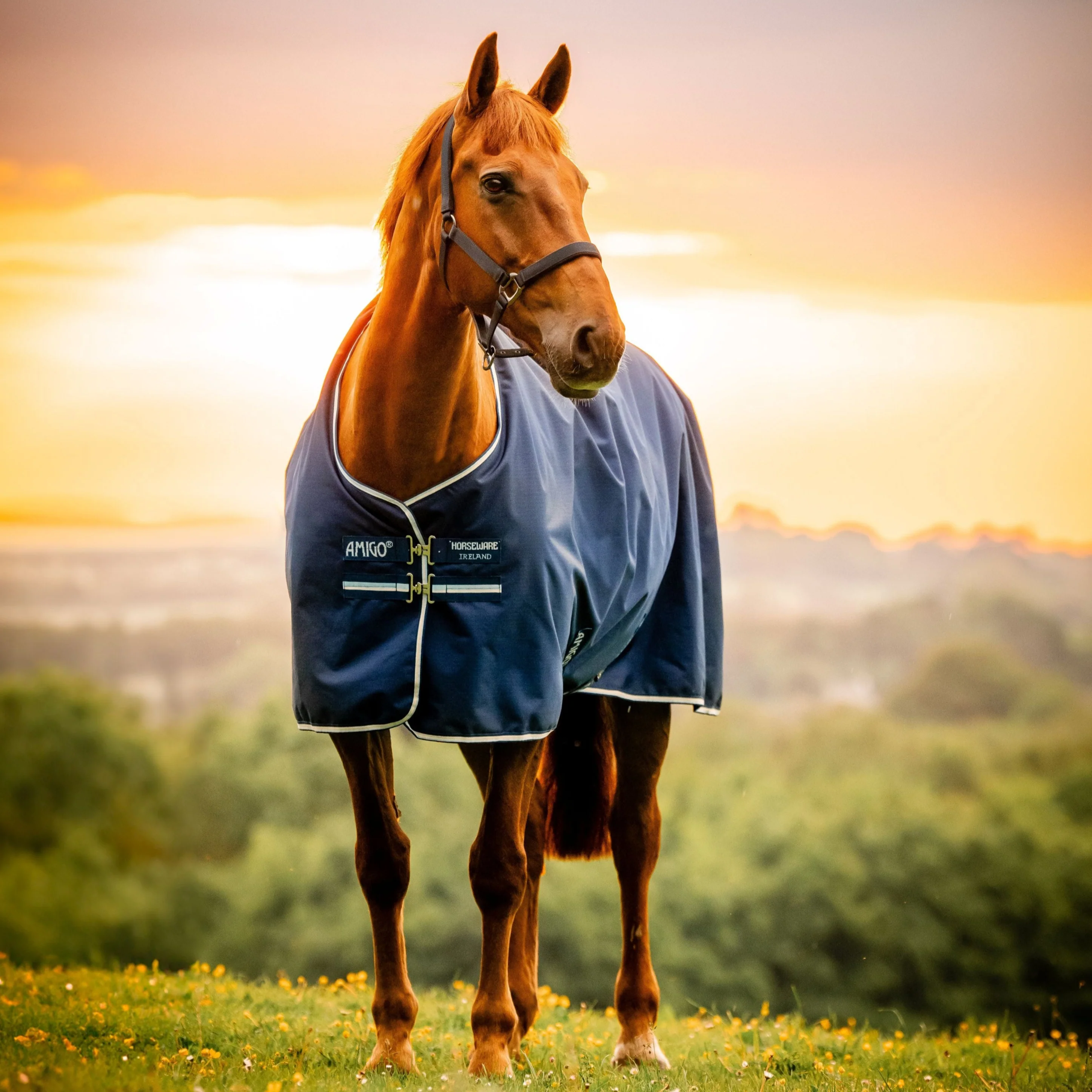 Horseware Ireland Amigo Ripstop 900D 100g Pony Turnout Rug - Image 7