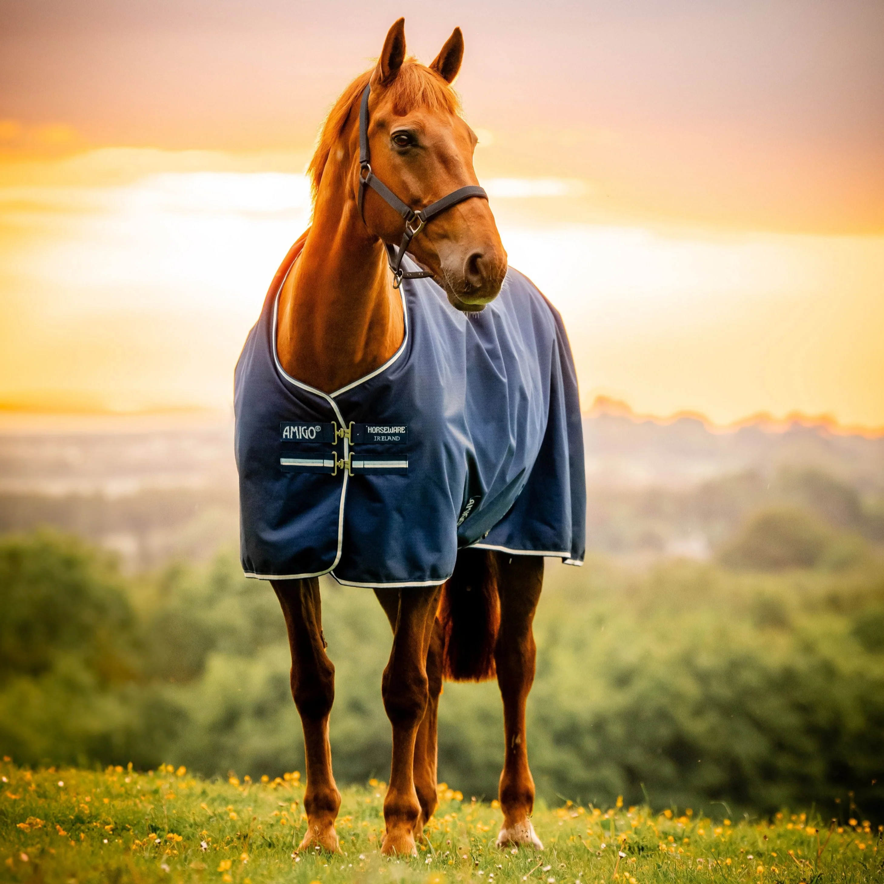 Horseware Ireland Amigo Ripstop 900D 200g Pony Turnout Rug - Image 7